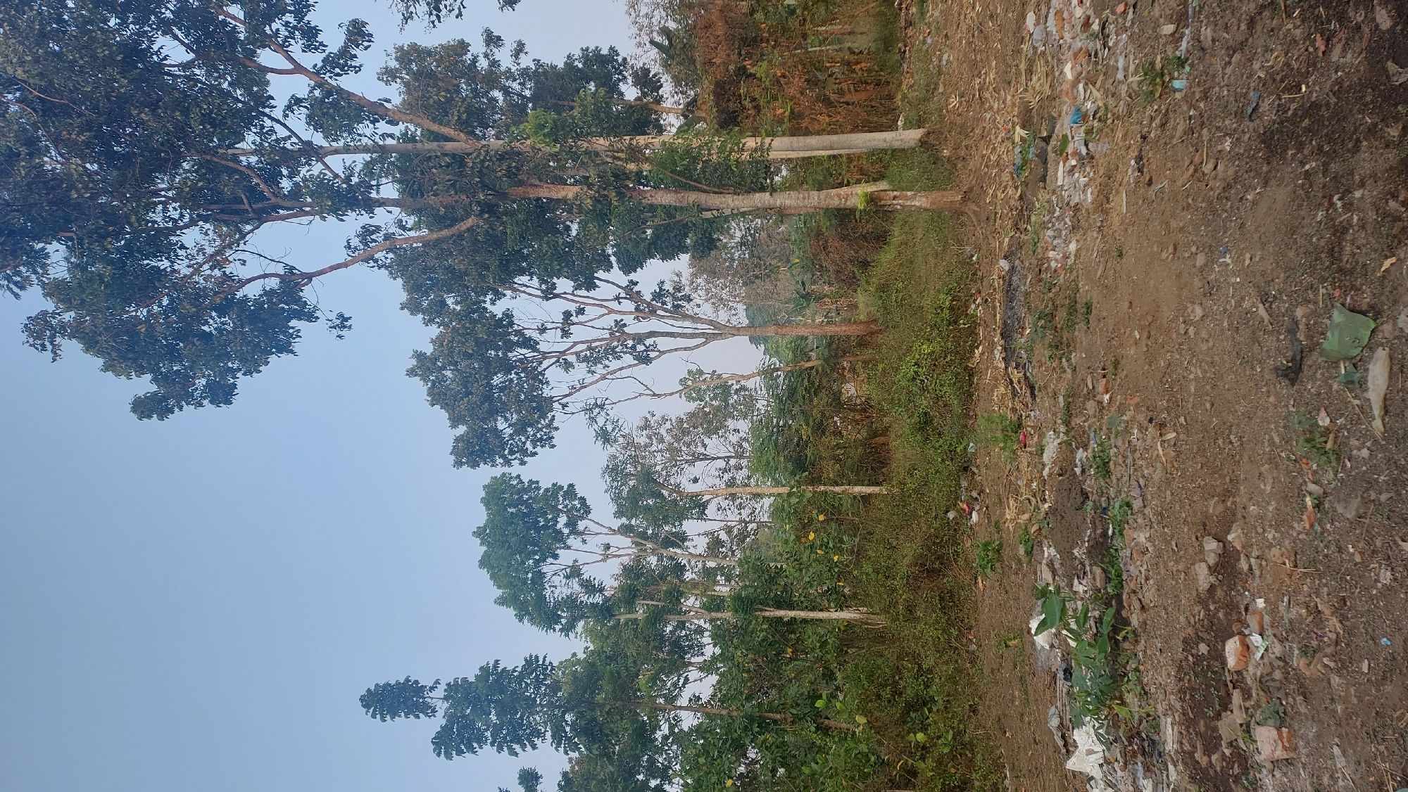 The image depicts a scene of environmental neglect, likely on the outskirts of a city like Malang, Indonesia. The foreground is a patch of dry, dusty ground littered with various forms of garbage, including plastic bags, broken bricks, discarded packaging, and other debris. A few small green plants are attempting to grow amidst the refuse. Beyond this area, a dense undergrowth of green shrubs and smaller trees stretches out, forming a thick line. Dominating the background are several tall trees with leafy canopies, their trunks varying in thickness and color. The sky above is a pale, clear blue, suggesting fair weather. The overall impression is one of natural beauty marred by human waste, a common sight in areas undergoing development or lacking proper waste management infrastructure.