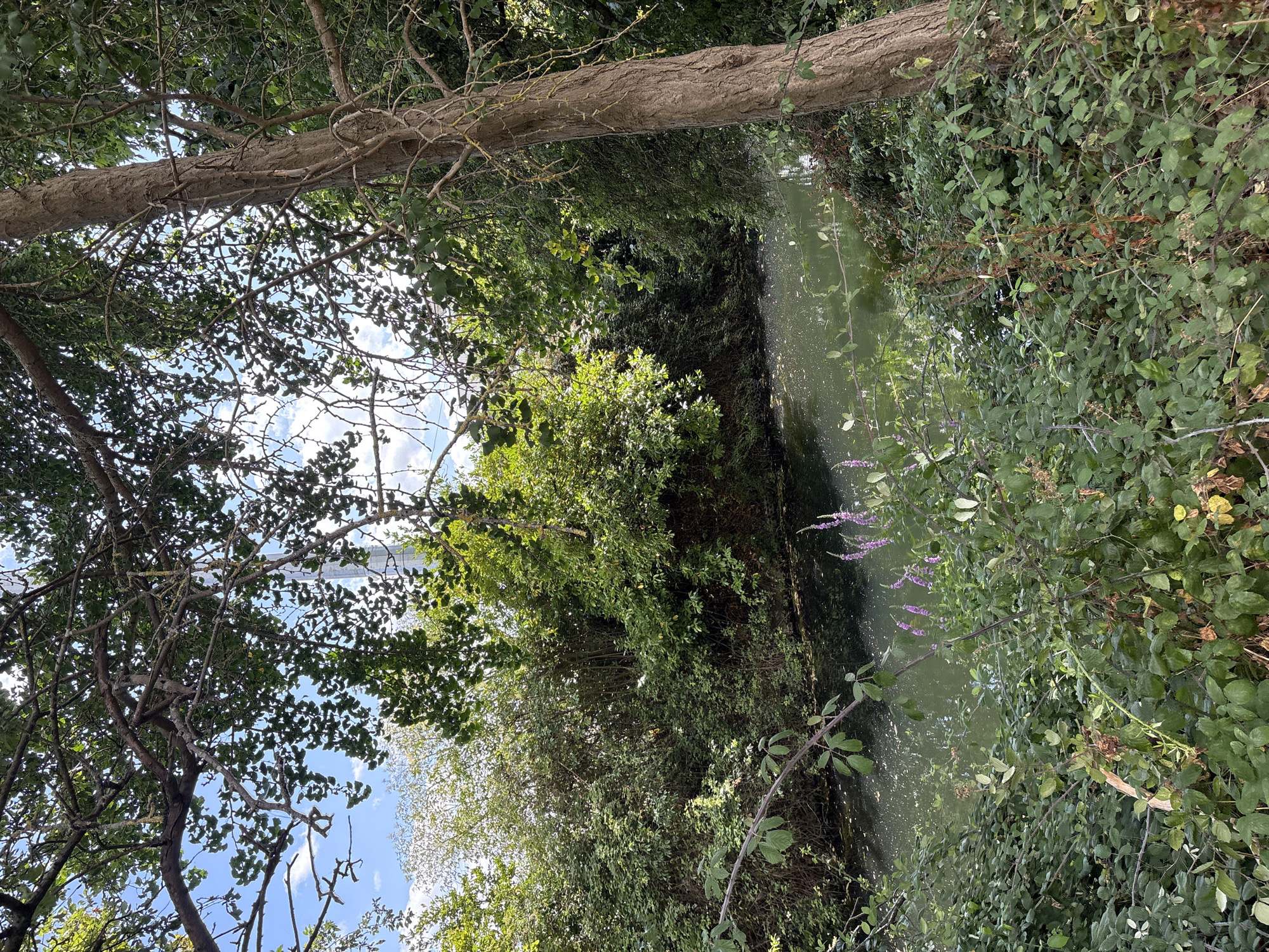 The image depicts a canal or slow-moving body of water bordered by dense vegetation. The water is greenish and appears to have some surface debris. On the right side of the frame, a mature tree with rough bark stands prominently. The left side of the image shows a variety of bushes and plants, including some with thorny branches and a cluster of small purple flowers. The background is filled with lush green trees and foliage, with patches of blue sky visible through the canopy. In the distance, partially obscured by trees, a tall, slender, silver-colored structure, possibly a tower or pylon, is visible against the sky. The overall scene suggests a natural or semi-natural environment within an urban or suburban setting. The presence of the tower in the background potentially places the scene in Chelmsford, United Kingdom, where such structures are known to exist. There are no people or animals visible in the image, nor any specific actions or interactions taking place. The lighting suggests it is daytime, with sunlight filtering through the leaves.