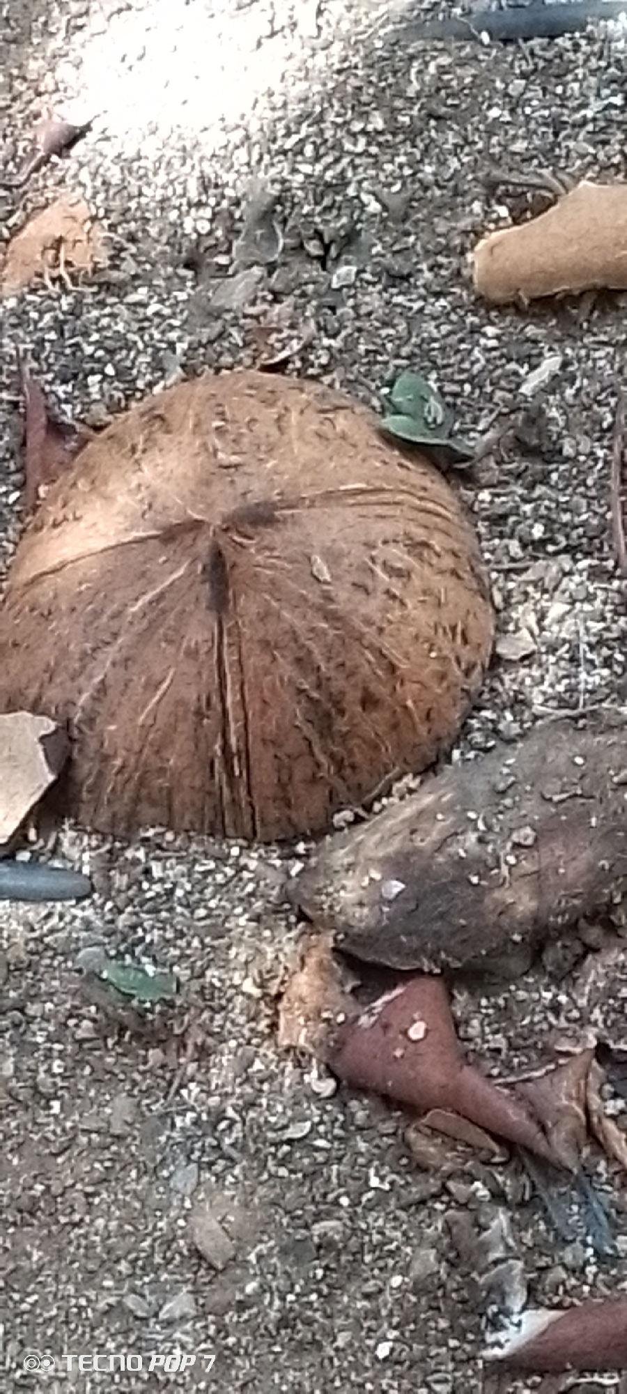The image depicts a close-up view of a coconut shell lying on a surface composed of small stones and debris. The coconut shell is brown and shows its fibrous texture. Some small green leaves are visible, as well as a piece of dried wood or root. The background is out of focus, suggesting a natural outdoor environment. The scene is captured from a high angle, looking down at the objects. There is no visible indication of human presence or activity. The location is identified as Altagracia, Venezuela, suggesting this scene is situated within that city's environment.