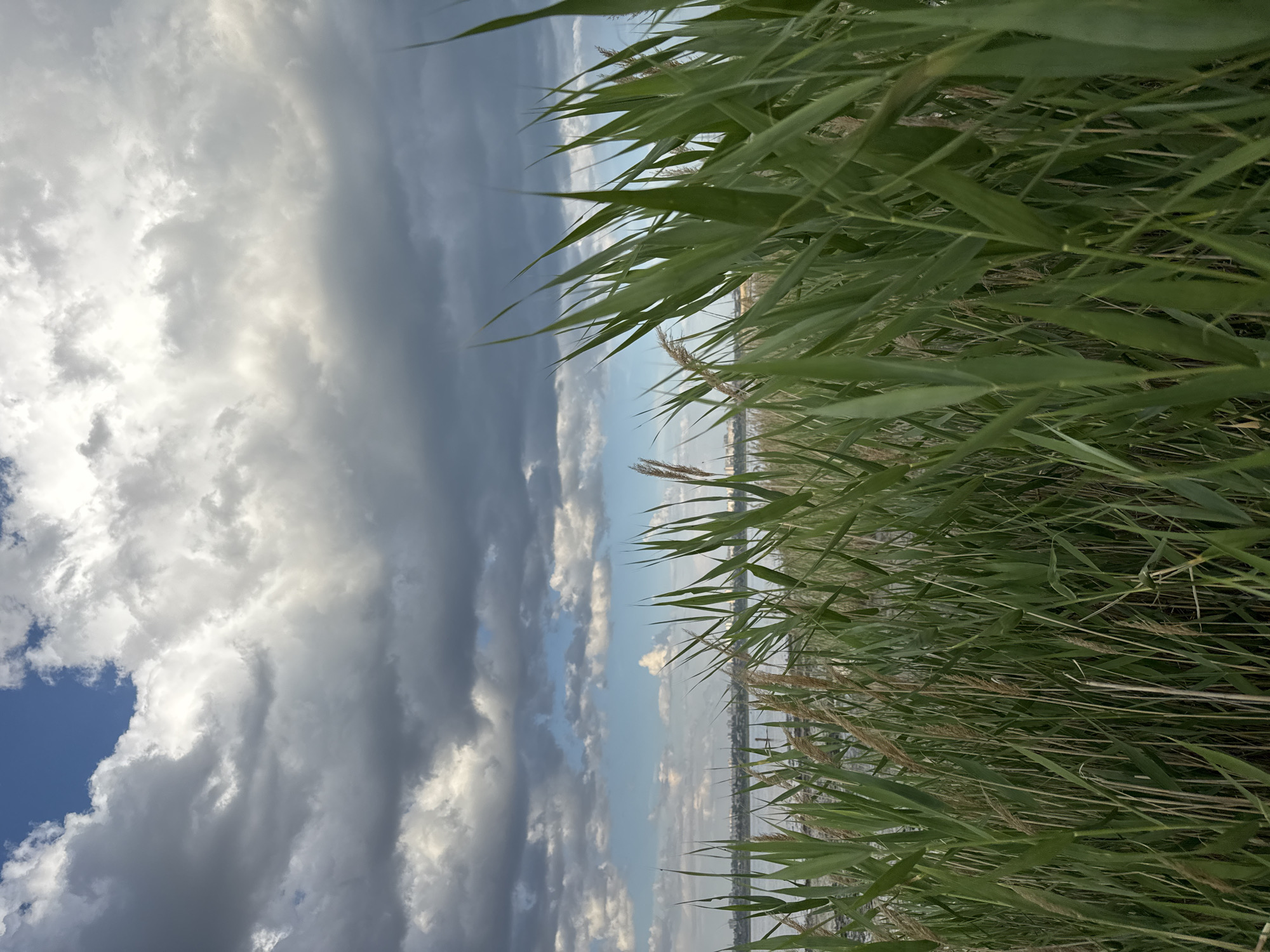 The image shows a scenic view of reeds in the foreground, with a body of water and a cloudy sky in the background. The reeds are a vibrant green, and their stalks are tall and slender, reaching upwards towards the sky. They appear to be growing along the edge of a lake or a river, as indicated by the water visible beyond them. The water itself is calm and reflects the colors of the sky.
The sky is filled with a mix of dramatic clouds. Some are dark and ominous, suggesting the possibility of rain, while others are bright and white, illuminated by the sun. This contrast creates a dynamic and moody atmosphere. In the distance, a faint silhouette of a shoreline or buildings can be seen, hinting at a populated area.
The image is oriented vertically, with the reeds dominating the right side and the sky and water filling the left and center. The overall impression is one of natural beauty and tranquility, with a touch of drama from the weather. The time of day appears to be late afternoon or early evening, given the quality of the light and the cloud formations. There is no visible text in the image.