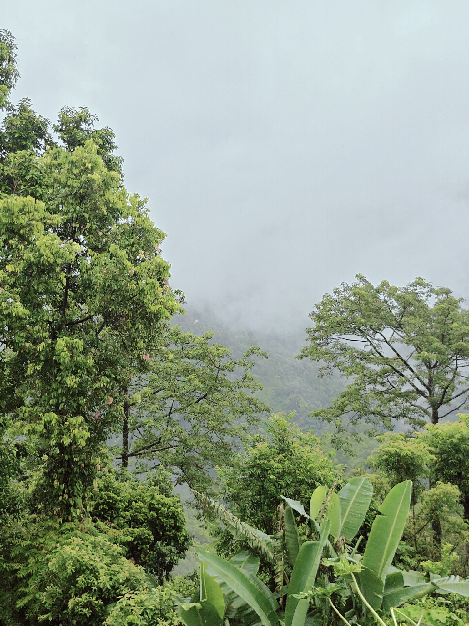 The image shows a lush, green landscape with dense foliage and trees. The sky is overcast and a light mist or fog partially obscures the distant hills. In the foreground, large banana leaves are visible, along with other leafy plants. Several trees with full canopies of green leaves dominate the midground. The overall impression is one of a natural, slightly humid environment. The scene is a general view of the natural scenery that can be found in and around the city of Pokhara, Nepal, specifically in areas with hilly terrain and abundant vegetation. There are no people or animals visible in the image. The lighting suggests it is daytime, but the overcast conditions create a soft, diffused light.