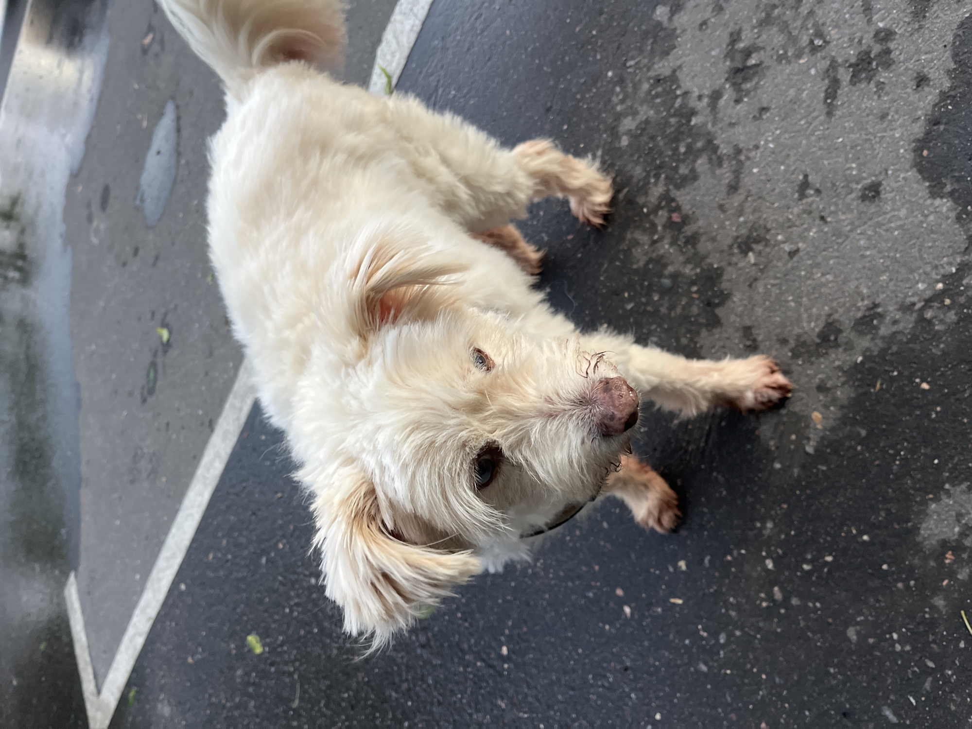 A small, fluffy white dog with light brown markings is lying on wet, dark asphalt. The dog is looking up towards the camera. Its fur is somewhat disheveled, and its eyes are dark. A portion of the dog's tail is visible in the upper part of the frame. In the background, there is a light gray stripe running diagonally across the asphalt, indicating a parking space or lane marker. The asphalt appears wet, suggesting recent rain or a damp environment. There are a few small green leaves or blades of grass scattered on the ground. The scene is outdoors, and the lighting suggests it is daytime, possibly overcast given the wet conditions. No text is visible in the image.