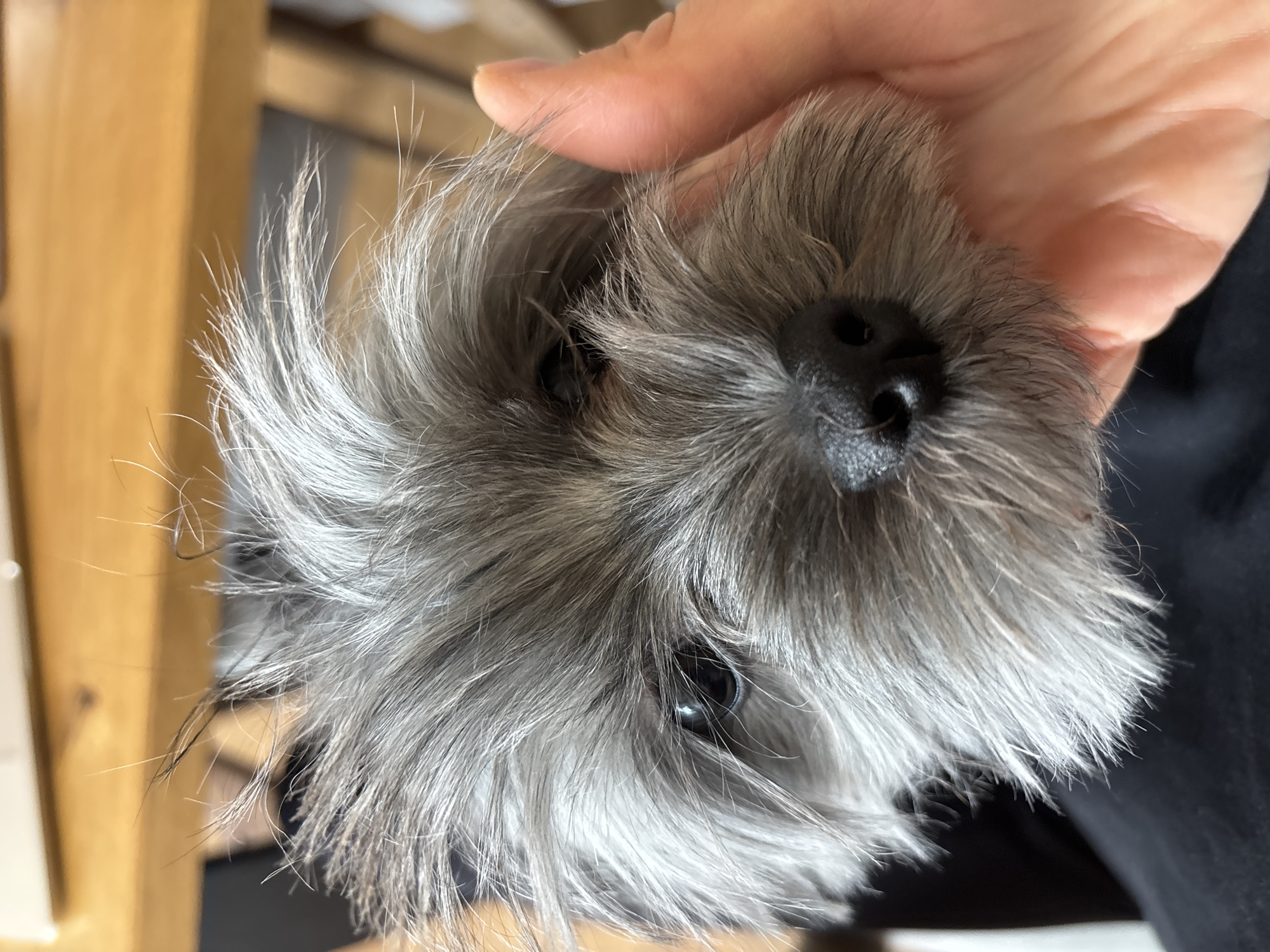 A close-up, high-angle shot captures a small, fluffy animal, possibly a guinea pig or a small dog, being held by a human hand. The animal dominates the frame, facing directly towards the camera with its face in sharp focus. It possesses thick, shaggy grey and light brown fur that gives it a dishevelled yet endearing appearance. Its small, dark eyes are visible through the fur, along with a prominent black nose and what appear to be small dark nostrils.
A light-skinned human hand is gently cradling the animal, with a thumb visible near the animal's head and fingers supporting its body. The soft texture of the animal's fur is evident, with individual hairs standing out, particularly around its face. In the blurred background, a warm-toned wooden surface, likely part of furniture or a wall, is visible, suggesting an indoor setting. The lighting is bright and even, illuminating the animal's features clearly. No text is visible in the image. The scene conveys a sense of tender interaction with a pet, located in Chaikovsky, Russia.