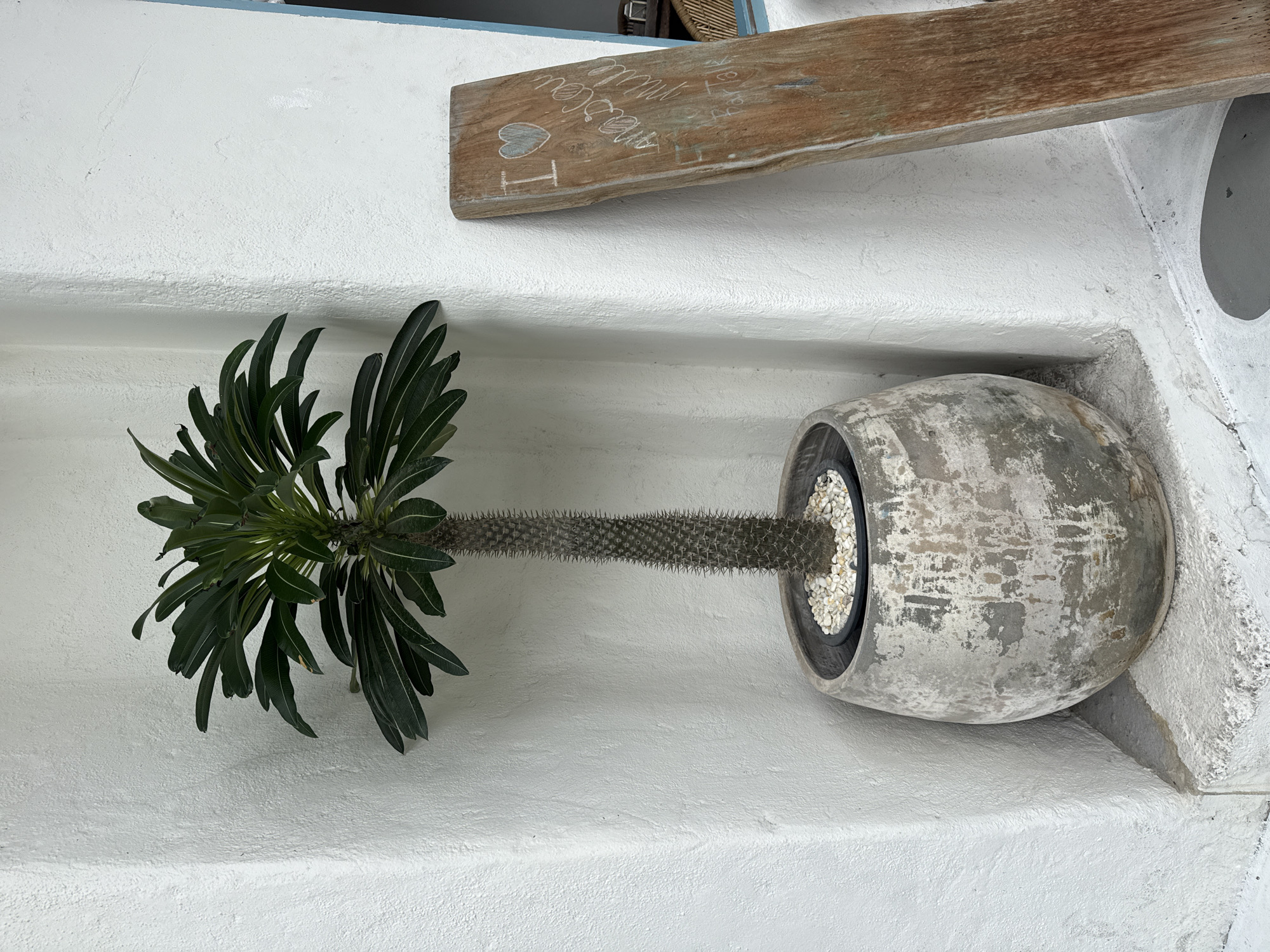 In an outdoor setting in Hua Hin City Municipality, Thailand, a tall, spiky plant in a weathered grey pot stands in the corner formed by two textured white walls. The plant's trunk is covered in sharp, conical spines, and its top branches out into dark green, elongated leaves. The pot, which appears to be made of concrete or a similar material, has a distressed, mottled finish with areas of lighter grey and white. The base of the pot rests on a light grey concrete step. To the right of the plant, leaning against the wall, is a rustic, unfinished wooden plank with white chalk writing on it. The writing appears to say "I ❤ macaron" with an arrow pointing down and the word "FarTalk" below. A small part of a blue-framed window or doorway is visible in the background on the far right. The overall scene suggests an exterior entrance or decorative corner of a building.