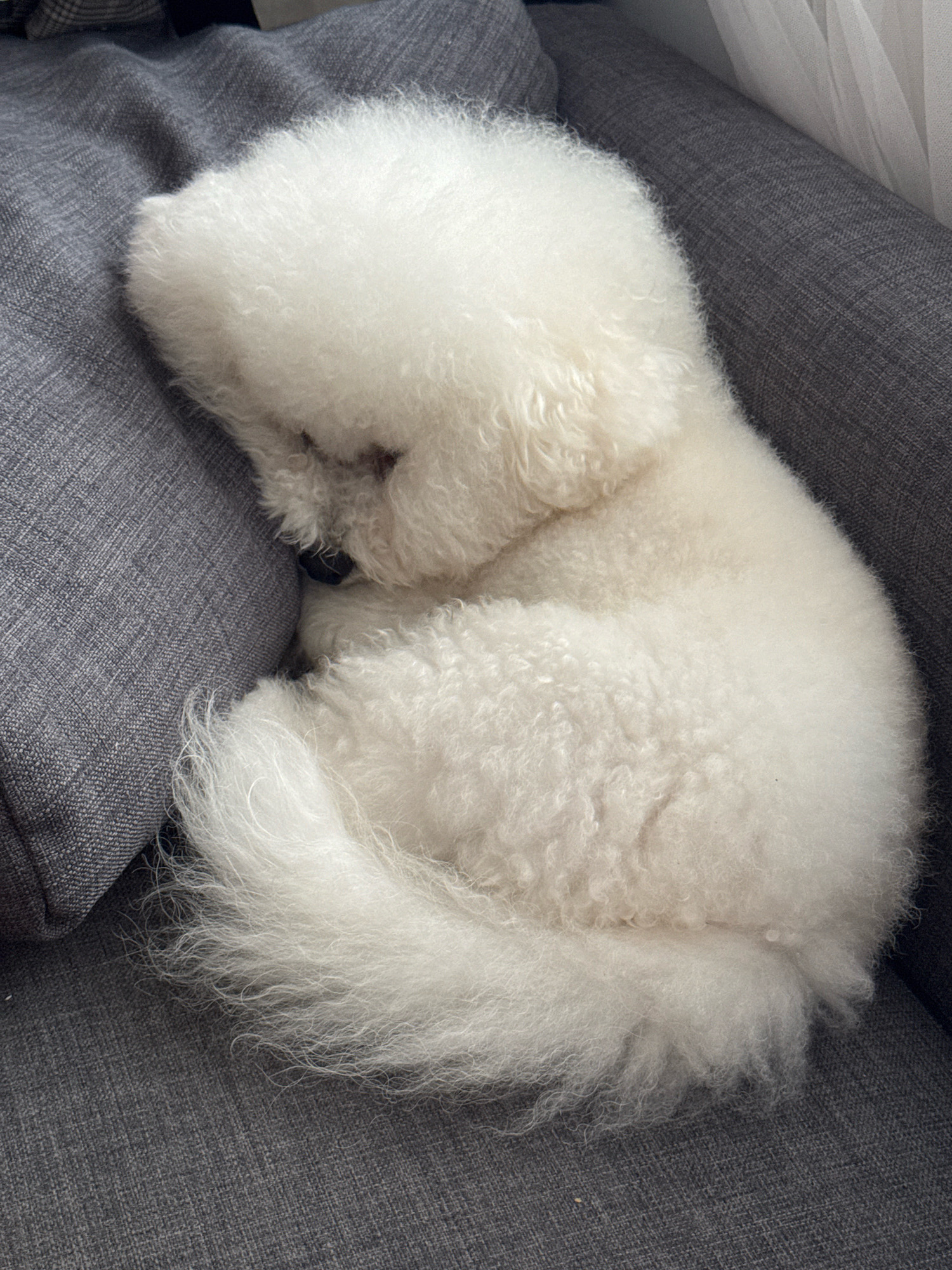 An indoor, medium-angle, close-up shot depicts a fluffy white dog curled up and sleeping on a grey fabric couch. The dog's body forms a rounded shape, with its head tucked in and its tail curled around its body. The dog's fur is dense and appears soft. The couch fabric has a visible texture. The background shows a hint of sheer white curtains on the right side of the image. There is no identifiable signage, landmarks, or geographical features to suggest a location in Antalya, Turkey. The scene is tranquil and focuses entirely on the sleeping dog.