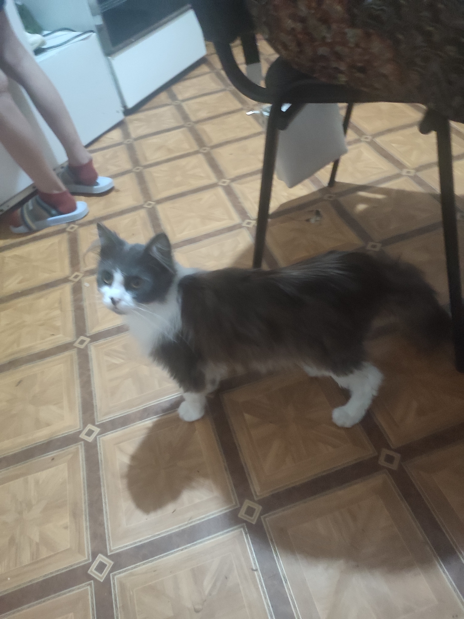 A gray and white cat stands on a patterned tile floor. The cat is facing left with its head turned towards the viewer. Its left hind leg is extended slightly forward, and its right hind leg is slightly bent. The cat's tail is long and bushy, extending behind it. The floor is composed of square tiles with a wood-grain pattern, bordered by darker brown tiles. In the background, to the left, a person's legs are visible, wearing red socks and white sandals. To the right, the legs of a dark chair are visible, with a patterned fabric seat above. The lighting in the scene is dim. The image was captured in Chernivtsi, Ukraine.