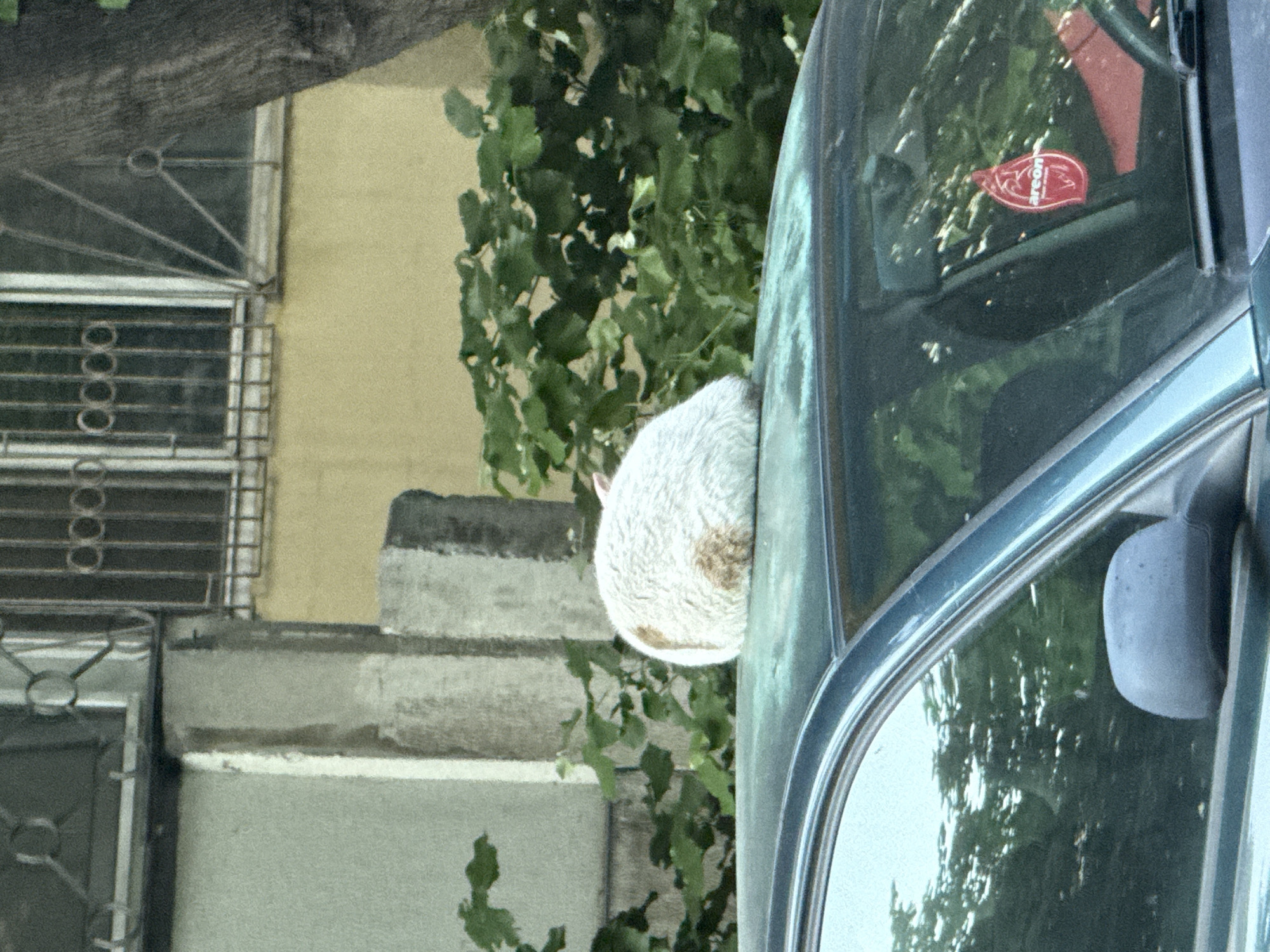 The image shows a white cat sleeping on the hood of a blue car. The car is parked next to a building with a barred window, and there are green leaves in the background. A red air freshener hangs from the rearview mirror of the car. The location is Plovdiv, Bulgaria.
