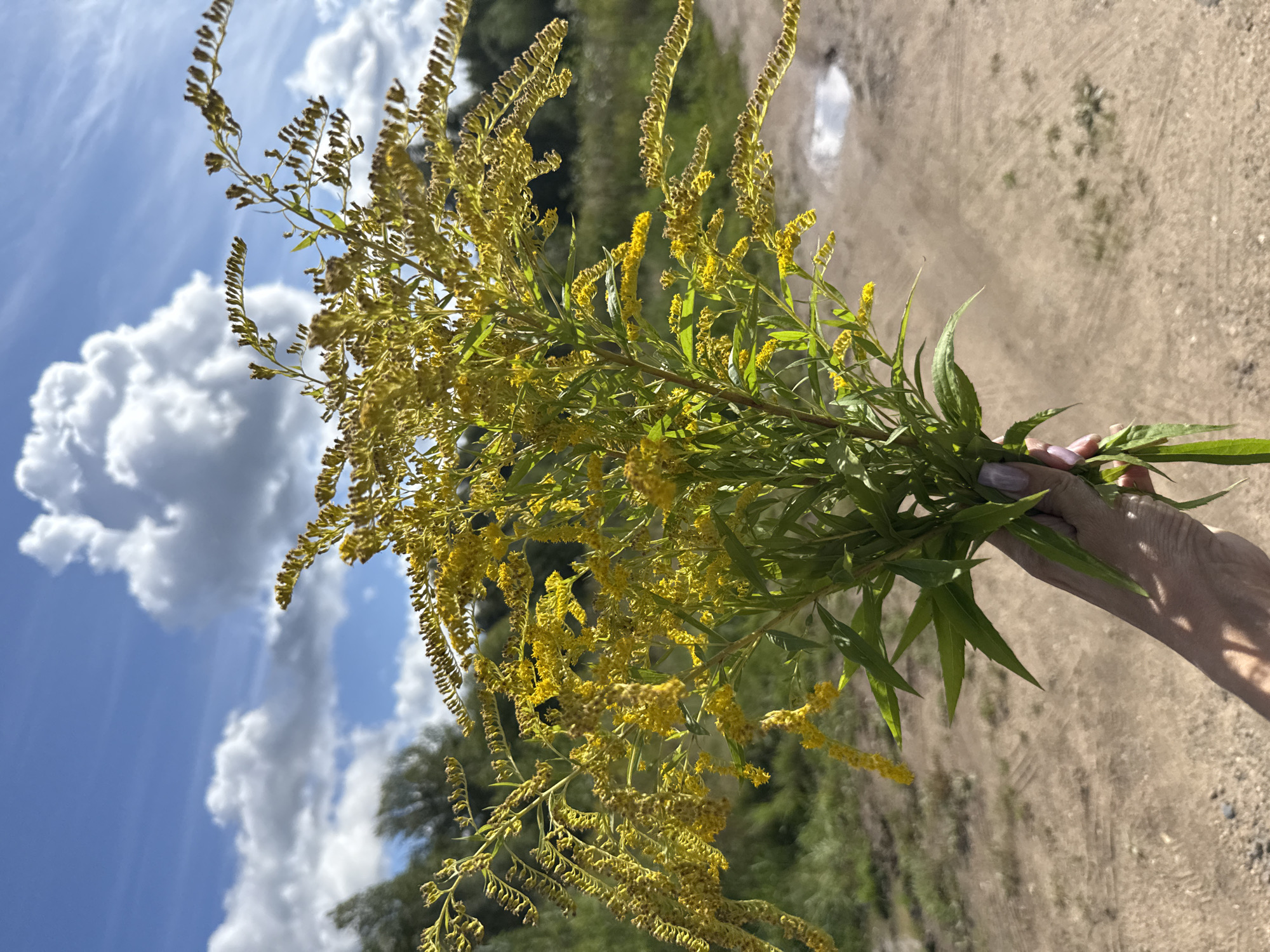 A person's hand with light purple nail polish is holding a bouquet of yellow wildflowers. The wildflowers are tall with many small yellow flowers clustered together. The background is a dirt road with some sparse grass. In the distance, there are trees and a bright blue sky with white, fluffy clouds. The scene appears to be outdoors in a rural or natural setting. There is no indication of the specific location within Rusanovo, Russia, as no landmarks or identifying features are visible.