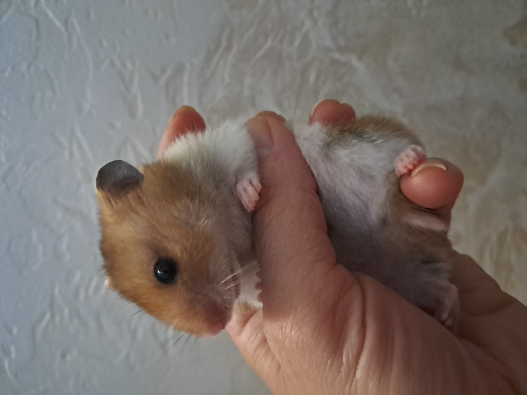 A syrian hamster is held in a person's hand against a textured, light-colored background. The hamster is light brown and white with black eyes and ears. Its paws are visible, as are the fingers and thumb of the person holding it. The background appears to be a wall with a raised pattern.