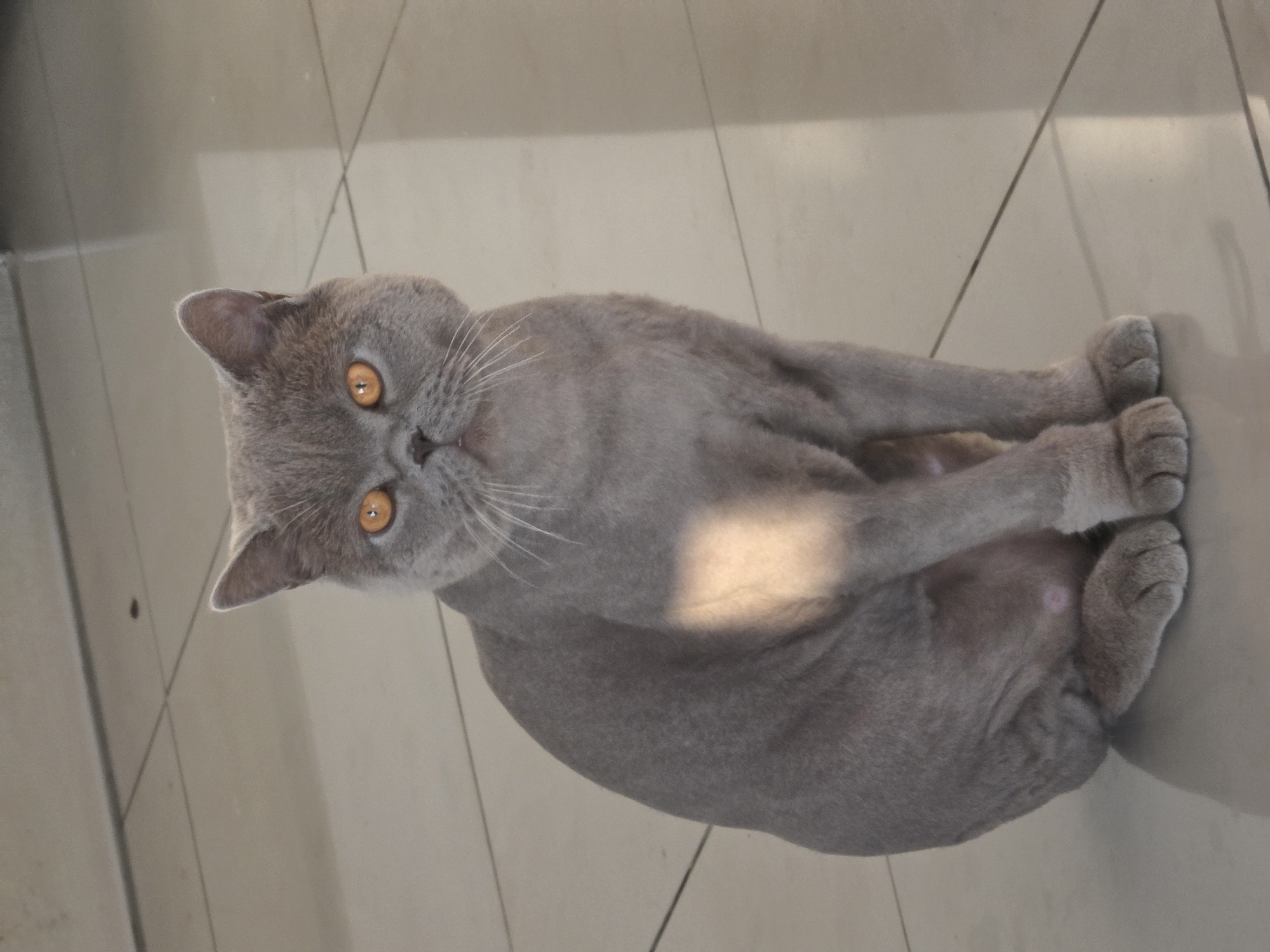 A gray British Shorthair cat with orange eyes is lying on a tiled floor. The location is presumed to be in Bat Yam, Israel. The cat is curled with its paws stacked on top of each other and is looking up at the camera. The floor appears to be light beige tile with dark grout lines.