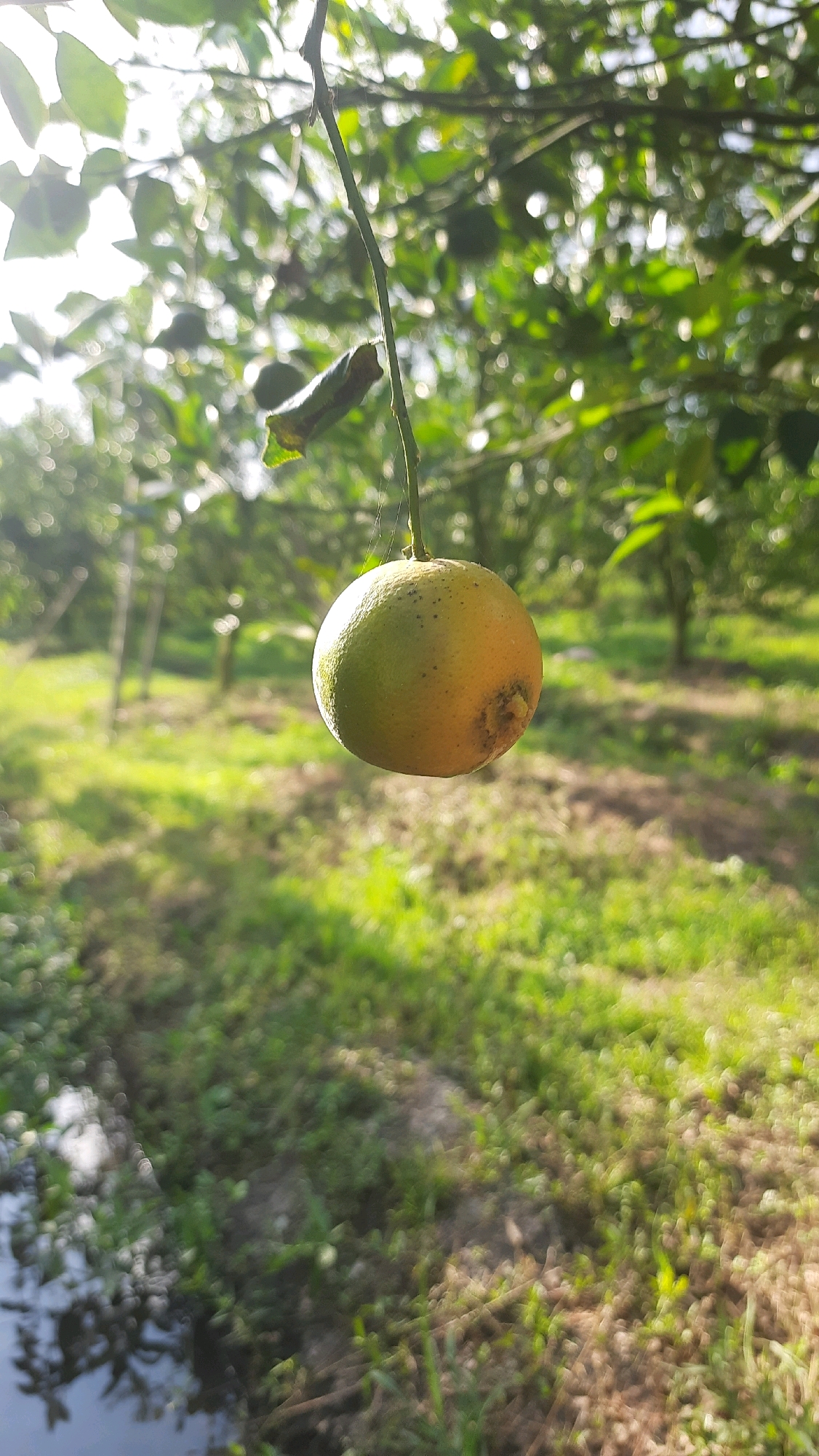 A single, ripe orange hangs from a thin branch in an orchard in Kebonrejo, Indonesia. The orange is round and slightly flattened at the top and bottom, with a textured peel that transitions from green to yellow. Small dark spots are visible on the surface of the fruit. The branch supporting the orange is thin and appears to be a twig from a larger tree. A spiderweb is faintly visible connecting the orange to the branch.
The background is a blur of green foliage and dappled sunlight, suggesting a dense canopy of trees. The ground below is covered in green grass and patches of dirt. To the left, a small body of water reflects the surrounding vegetation and sky. The lighting indicates it is daytime, with the sun filtering through the leaves, creating a soft, diffused illumination. No people are present in the image. The overall impression is one of a peaceful, natural setting within a fruit orchard.