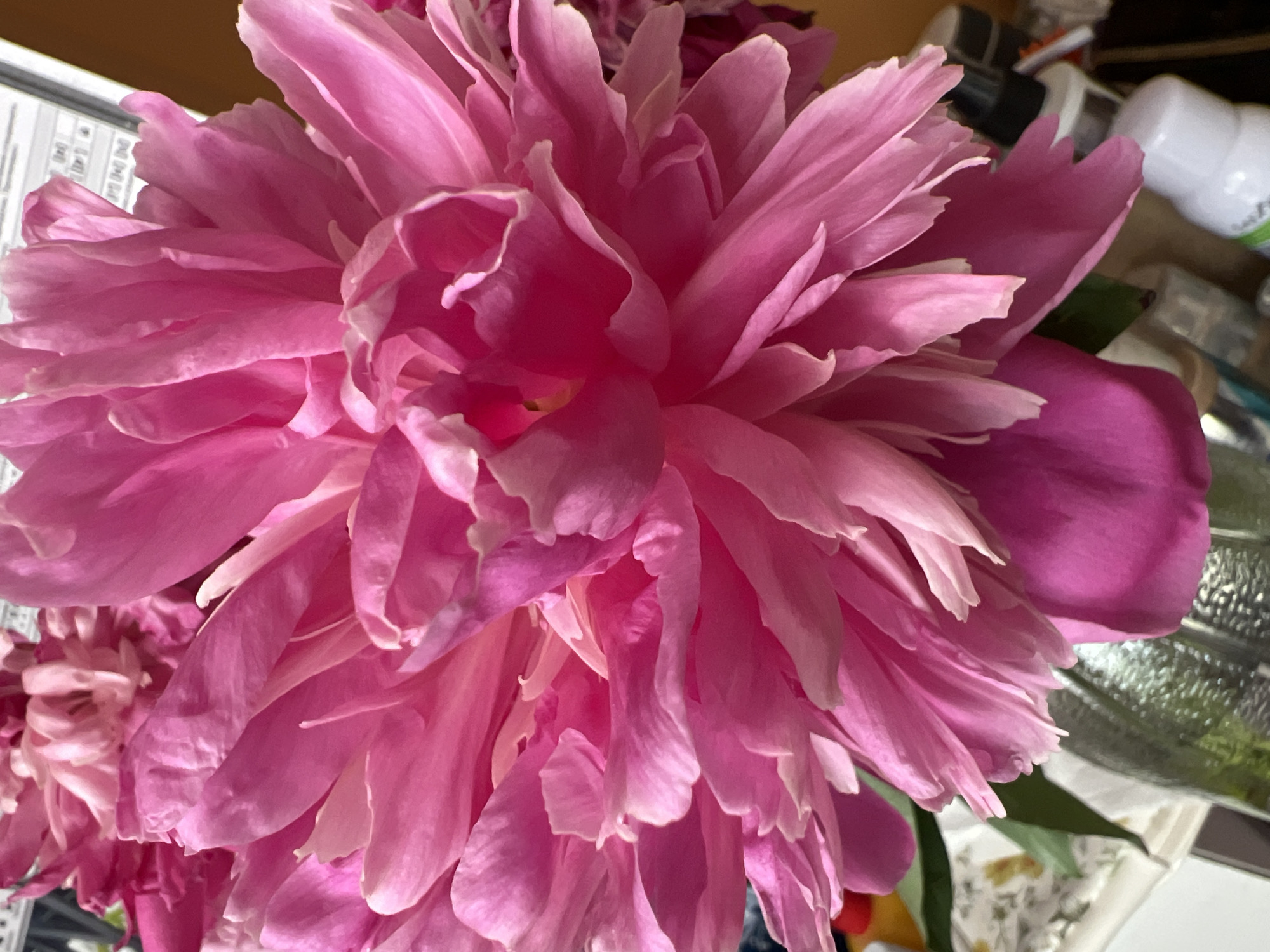 This media file is a close-up photograph of a large, vibrant pink peony flower. The flower is the primary subject, filling most of the frame with its abundant, layered petals. The petals exhibit a range of pink hues, from pale blush to deep fuchsia, with delicate, ruffled edges. Some petals appear soft and translucent, while others are more opaque and substantial.
In the background, out of focus, are hints of a setting. To the left, there's a sliver of a white surface with black text and lines, possibly a computer screen or a document. To the right, there are several blurred objects, including what appear to be white bottles with green accents, dark cylindrical objects, and metallic or shiny surfaces. These elements suggest an indoor environment, possibly a desk or a workspace.
No people are visible in the image, and the focus is solely on the texture and color of the peony. The lighting seems to be natural, casting soft shadows that highlight the dimensionality of the petals. The overall impression is one of natural beauty and the richness of the flower's form. There is no clear indication of the time of day or weather conditions. The location context of Minsk, Belarus, does not offer specific visual cues within the image itself. There is no discernible text other than the faint markings on the object to the left.
