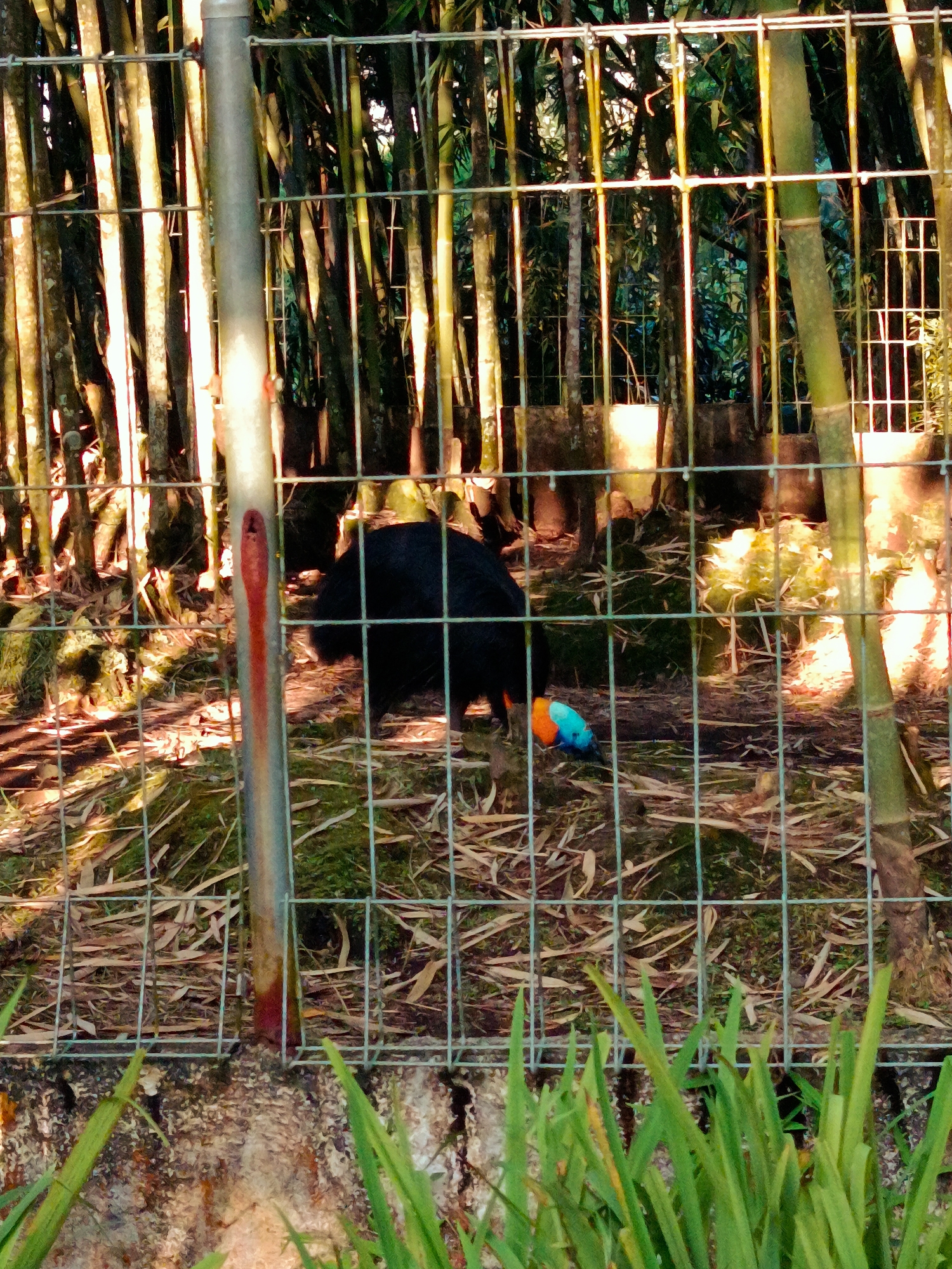 This image depicts an outdoor enclosure, likely in a zoo or wildlife sanctuary, situated within the city of Durin Serugun, Indonesia. The enclosure is bordered by a wire fence, behind which numerous tall bamboo stalks are visible, creating a dense, naturalistic backdrop. Sunlight filters through the bamboo, casting dappled light and shadows on the ground within the enclosure.
The main subject of the image is a bird with predominantly black plumage, standing in the lower half of the frame. The bird appears to be foraging or interacting with something on the ground. A striking feature of the bird is its colorful beak, which exhibits vibrant shades of blue and orange. The ground within the enclosure is covered with a mixture of dried leaves, moss, and some green foliage. In the foreground, a portion of a concrete structure and lush green grass are visible, further framing the scene. The overall impression is one of a carefully maintained habitat designed to resemble the bird's natural environment.
