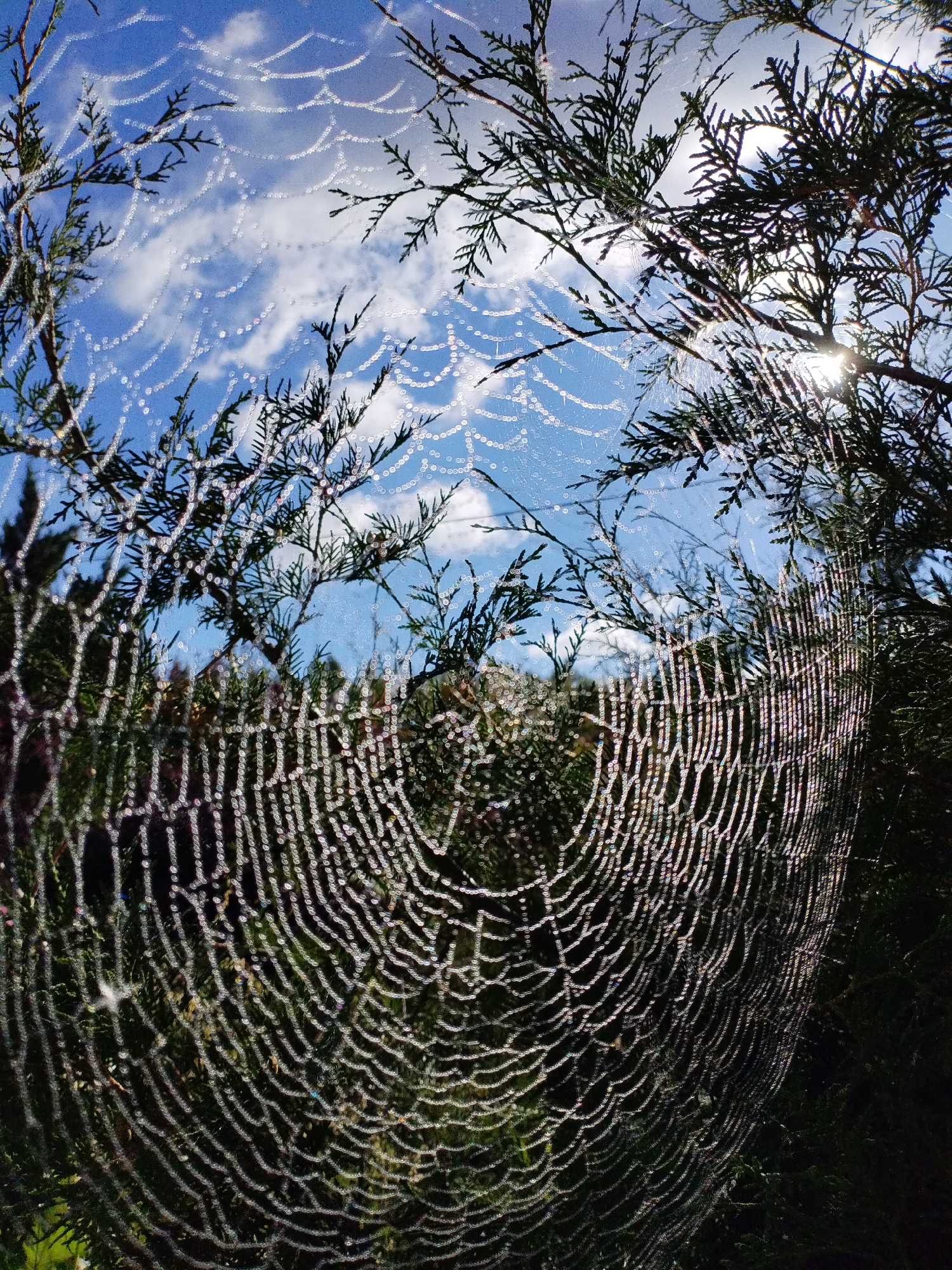 A close-up, low-angle shot captures a dew-covered spider web strung between branches of green foliage. The web, adorned with numerous tiny water droplets, forms a glistening, intricate pattern in the foreground. Behind the web, the branches of the foliage are silhouetted against a bright blue sky dotted with fluffy white clouds. The sun is visible, peeking through the branches on the right side of the frame, casting lens flare and highlighting the dewdrops on the web. The overall impression is one of nature's delicate artistry in the early morning light, with no people or specific urban elements from Bialynichy, Belarus present in the frame.