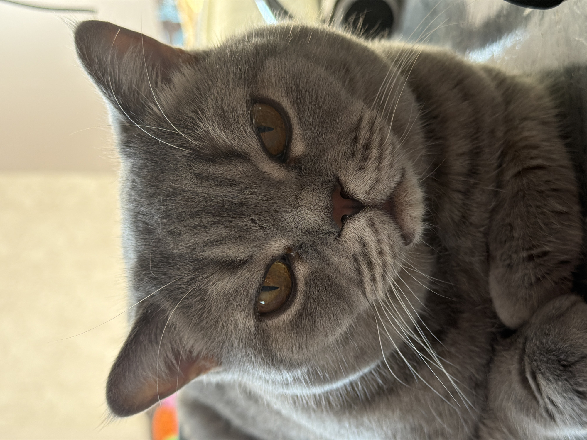 A gray cat with amber eyes is looking at the camera. The cat has short fur and prominent whiskers. The photo appears to have been taken indoors. The city of Perm, Russia, is not discernible in the image.
