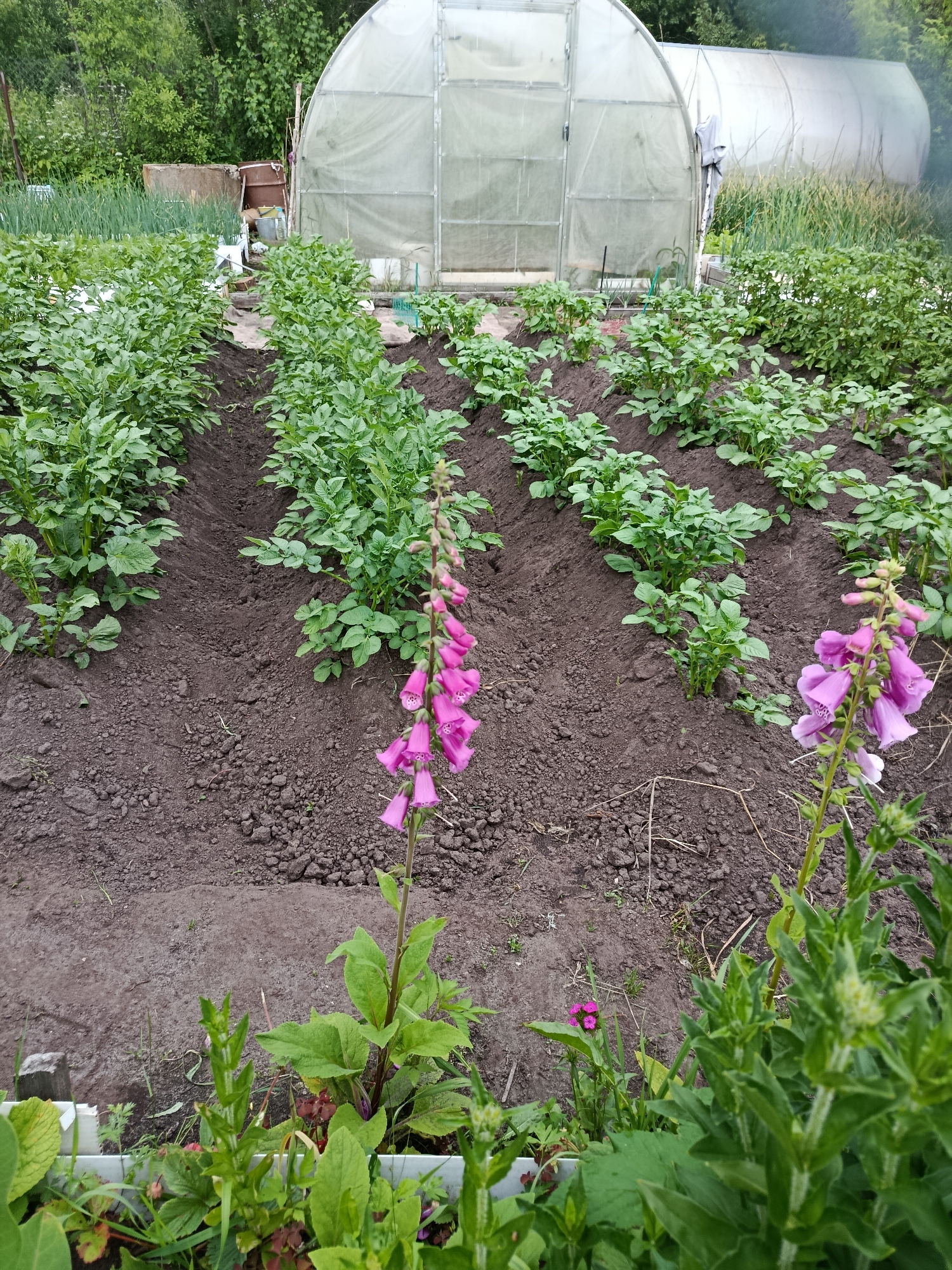 The image depicts a garden scene in Verea, Russia, with a focus on rows of young potato plants. In the background, a large greenhouse with a translucent cover is visible. The foreground features two foxglove plants with tall spikes of pink flowers. The soil appears dark and tilled, suggesting active cultivation. Several other plants and some garden debris are scattered throughout the scene. The overall environment is outdoors, with greenery and trees forming the backdrop. There are no people or animals present in the image.