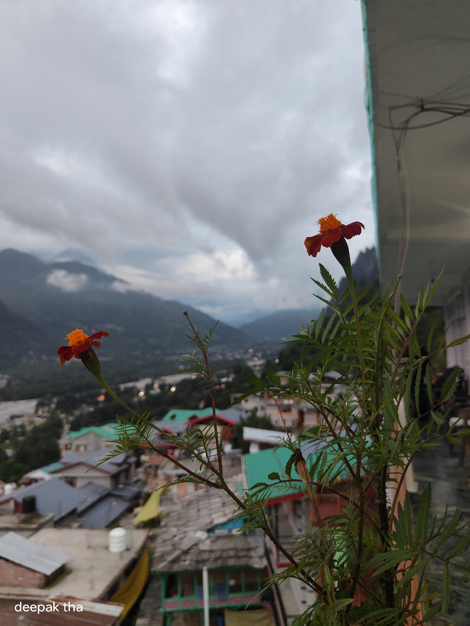 A close-up shot captures two vibrant orange and red marigolds in the foreground against a backdrop of a mountainous landscape and a village in Vashisht, India. The marigolds are in focus, with detailed petals and a fuzzy center. Behind them, the village of Vashisht unfolds with houses featuring gray and green roofs, nestled in a valley. The distant mountains are shrouded in a hazy, overcast sky, with some clouds clinging to the peaks. The overall atmosphere is calm and serene, with a hint of humidity in the air. The bottom left corner of the image contains a watermark that reads "deepak tha".