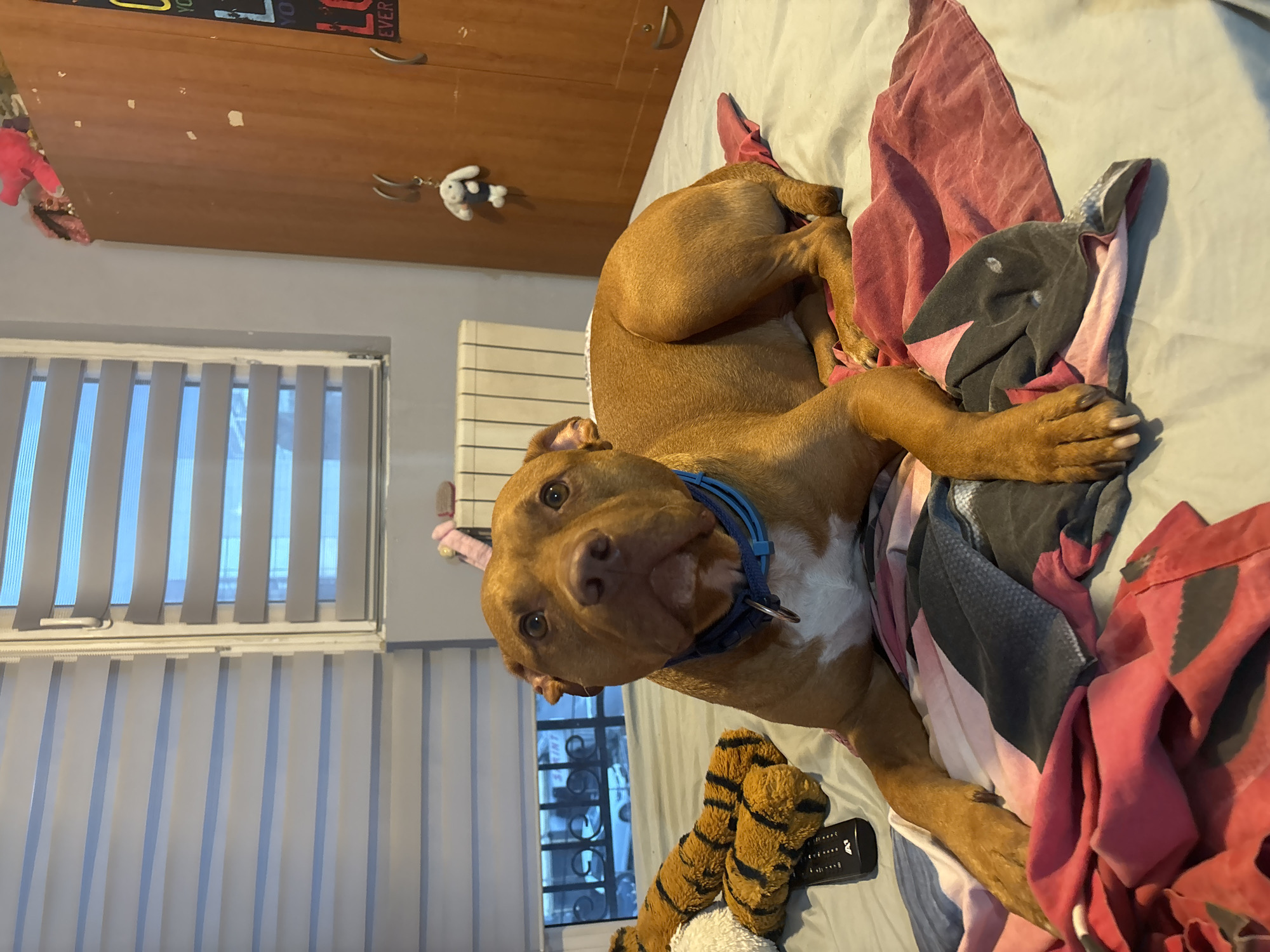 A brown pitbull dog with a blue collar is lying on a bed. The dog is facing the camera with its head slightly tilted. In the background, there is a wooden wardrobe with some toys hanging from it, a window with blinds, and a radiator. A tiger-striped plush toy and a remote control are on the bed next to the dog. The environment appears to be a bedroom. The image was taken in Sofia, Bulgaria.