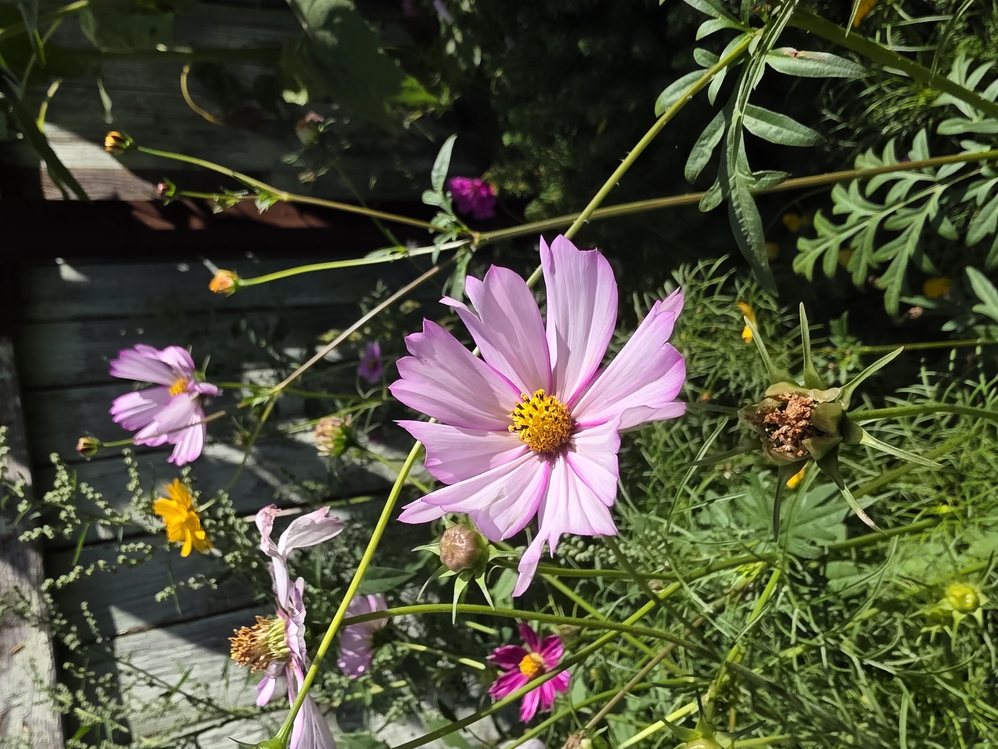 The image shows a close-up view of a garden with pink and yellow cosmos flowers in bloom. The flowers are in various stages of development, with some in full bloom and others still in bud. There are also some seed heads visible. The background is a wooden fence and greenery. The scene is lit by natural sunlight, casting shadows on the fence. The image appears to be taken in a residential area, possibly a backyard, in the city of Rechitsa, Russia.