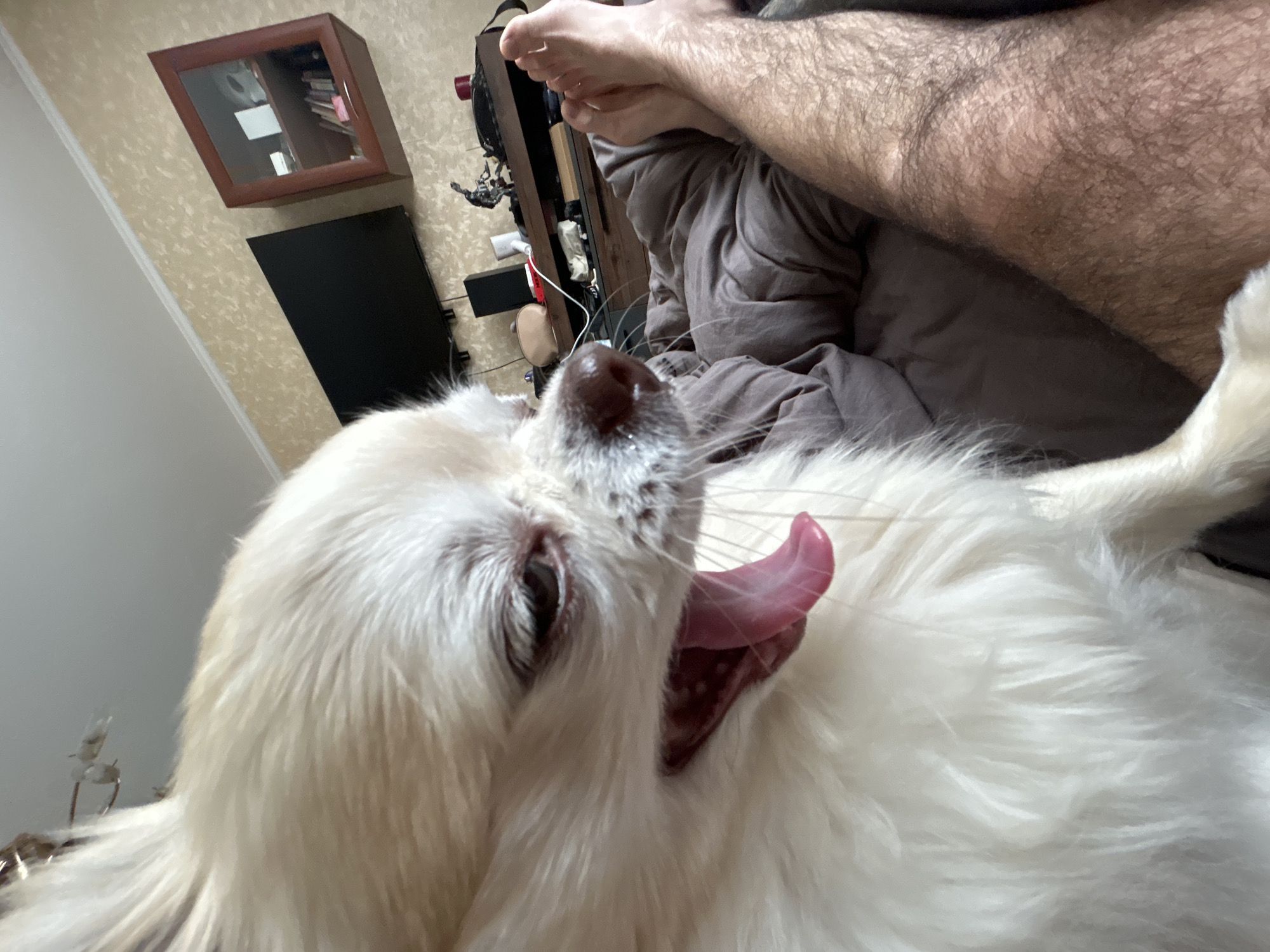 An indoor scene shows a long-haired white dog with its mouth open and tongue out, possibly yawning or panting. The dog is positioned in the foreground, with its head and upper body filling much of the frame. In the background, a person's legs are visible, covered in dark hair, resting on a grey duvet or blanket. The setting appears to be a bedroom or living room, with a dark-colored television mounted on the wall, and a wooden cabinet with glass doors containing books and other items. The wall has a textured, yellowish wallpaper. The overall impression is one of a relaxed, domestic environment.