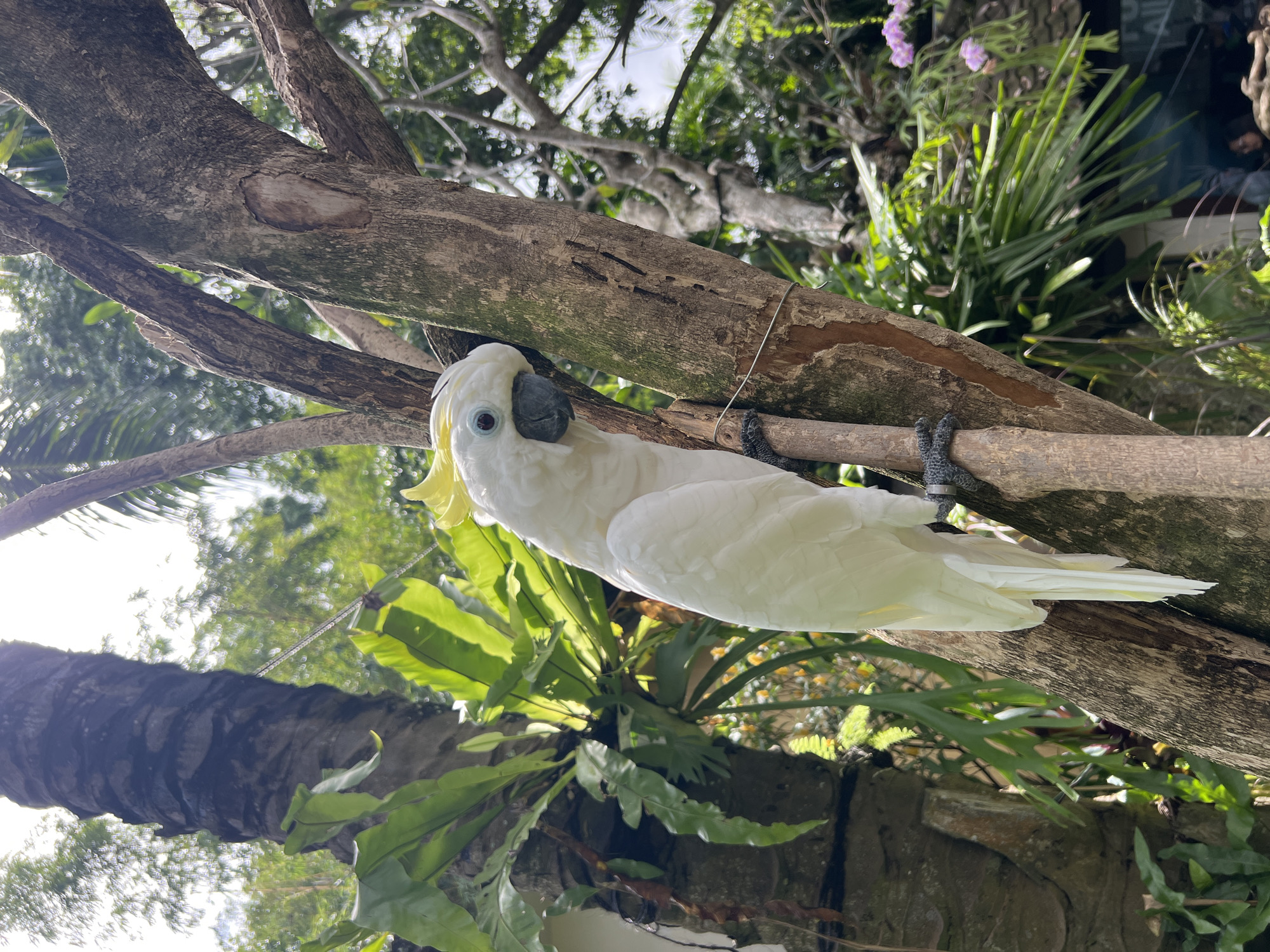A sulphur-crested cockatoo is perched on a branch in what appears to be a park or garden in Sukawati, Indonesia. The cockatoo is white with a distinctive yellow crest, a black beak, and grey feet. It is looking directly at the camera. The tree branch is thick and textured. The background includes lush green foliage. There is some man-made structure partially visible behind the foliage near the bottom right. The light suggests it is daytime.