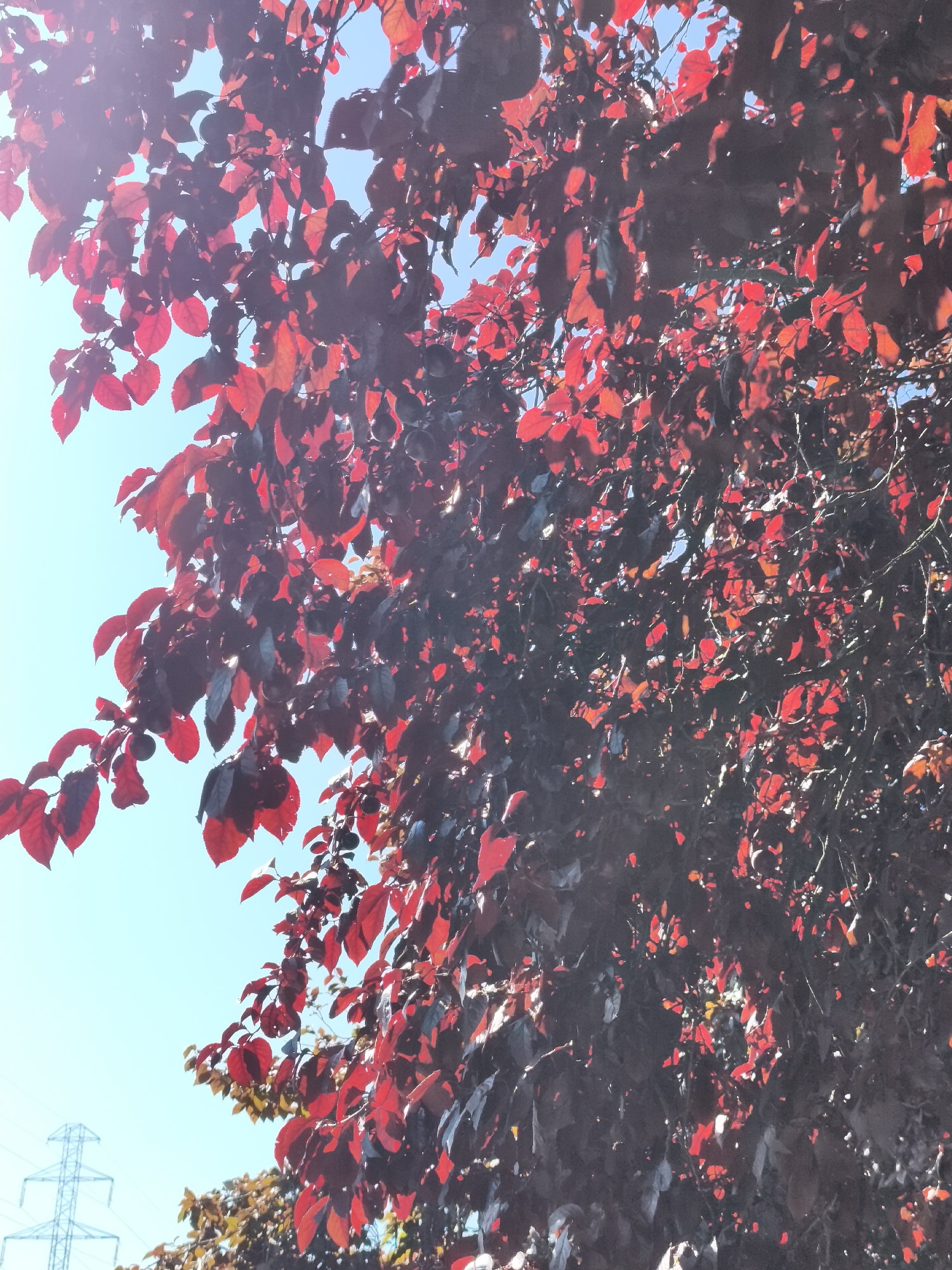 This is a low-angle, eye-level, medium shot of a tree with dark red leaves against a bright blue sky. The leaves are dense and backlit by the sun, causing some to appear luminous. The branches are thin and dark. In the lower left quadrant of the image, a section of a large, silver, lattice-work electrical pylon is visible, with power lines extending upwards. The environment appears to be outdoors, possibly in a park or residential area, given the presence of the pylon. No people are present in the image. The lighting suggests it is daytime, likely late morning or early afternoon, with the sun high in the sky. The location in the city of Gdańsk, Poland cannot be determined from the visual information present in the image.