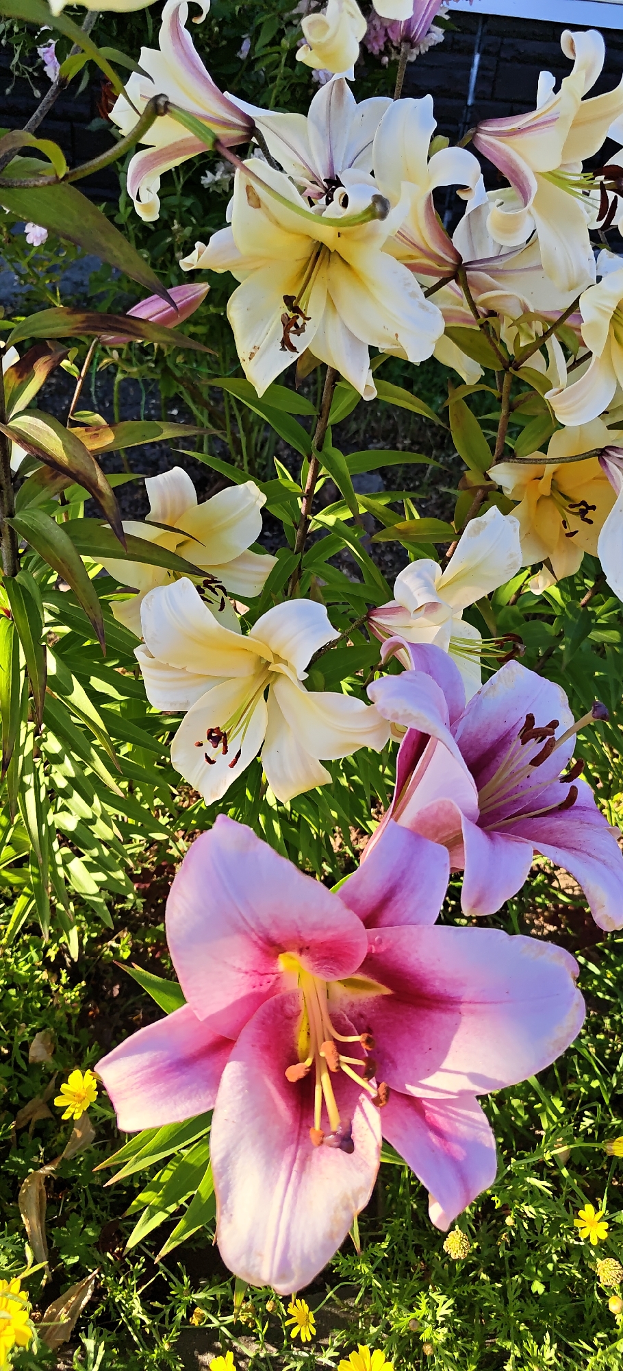In Noginsk, Russia, a close-up shot captures a vibrant display of lilies in a garden setting. The foreground is dominated by a large, pink lily with delicate, frilled petals. Behind it, several creamy white lilies with hints of pink stripes on their petals are in bloom, some facing upward and others angled downwards. Lush green foliage provides a backdrop, with hints of smaller yellow wildflowers scattered throughout. The sunlight casts distinct shadows, highlighting the texture and form of the flowers and leaves. The overall scene is one of natural beauty and garden cultivation.