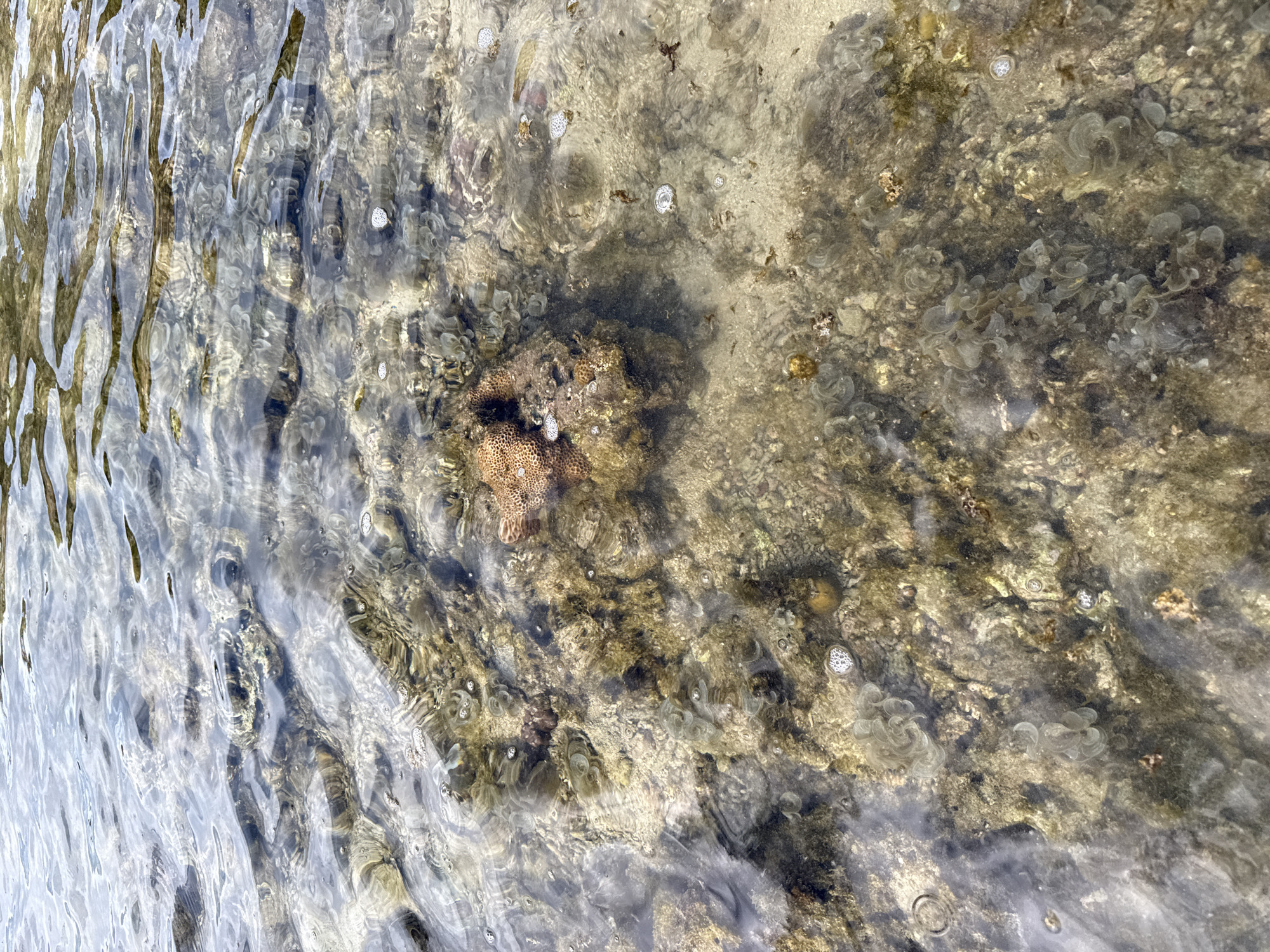 The image shows a shallow, clear body of water, likely a tidal pool or the edge of the sea, with a rocky and sandy bottom. The water's surface is rippled, creating distorted reflections of the sky. The seafloor is covered in various textures, including what appears to be coral, algae, and small rocks. Some small bubbles are visible on the surface and within the water. In the center of the image, a piece of light brown coral with a textured surface is prominent. The environment suggests a natural coastal setting. There are no people or visible animals in the image. The location is described as Từ Nham, Vietnam.
