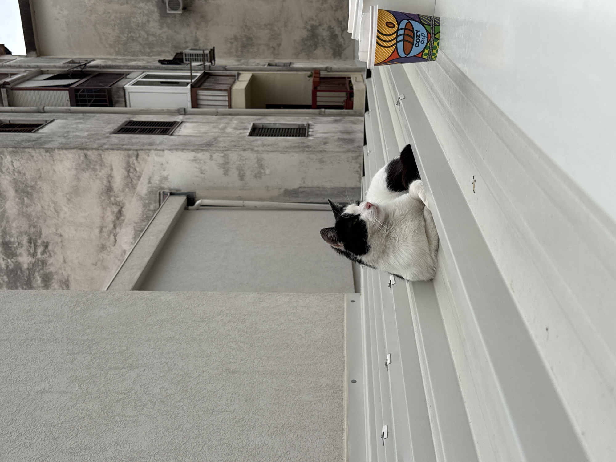 A medium shot captures a black and white cat positioned on an elevated white corrugated structure near an apartment building in Budva, Montenegro. Above the cat, a "COZY cup" branded coffee cup sits on the structure. The apartment building, aged and grey, features rows of windows and ventilation openings. The immediate foreground shows part of the building's exterior. The angle is slightly tilted, enhancing the upward perspective of the scene.