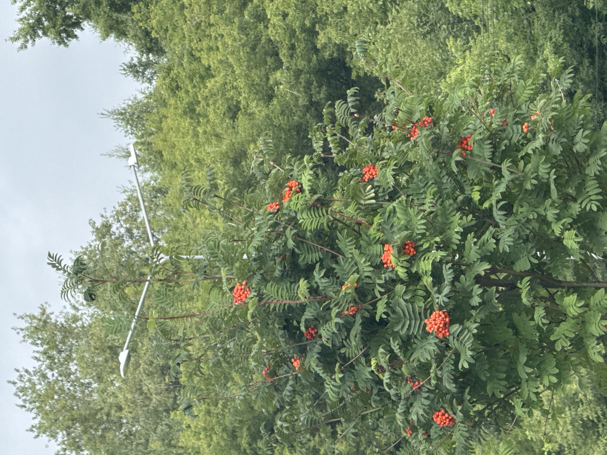 A rowan tree with bright orange berries is in full bloom in the foreground. The tree is lush with green leaves and branches, and clusters of berries are scattered throughout. In the background, a dense forest of green trees creates a natural backdrop. A white street lamp is visible above the tree, suggesting an urban or suburban setting within the city of Ankudinovka, Russia. The sky is overcast and a pale grey, indicating a cloudy day. There are no people or animals present in the image. The scene is serene and natural, with the vibrant berries of the rowan tree adding a pop of color against the green foliage and grey sky.