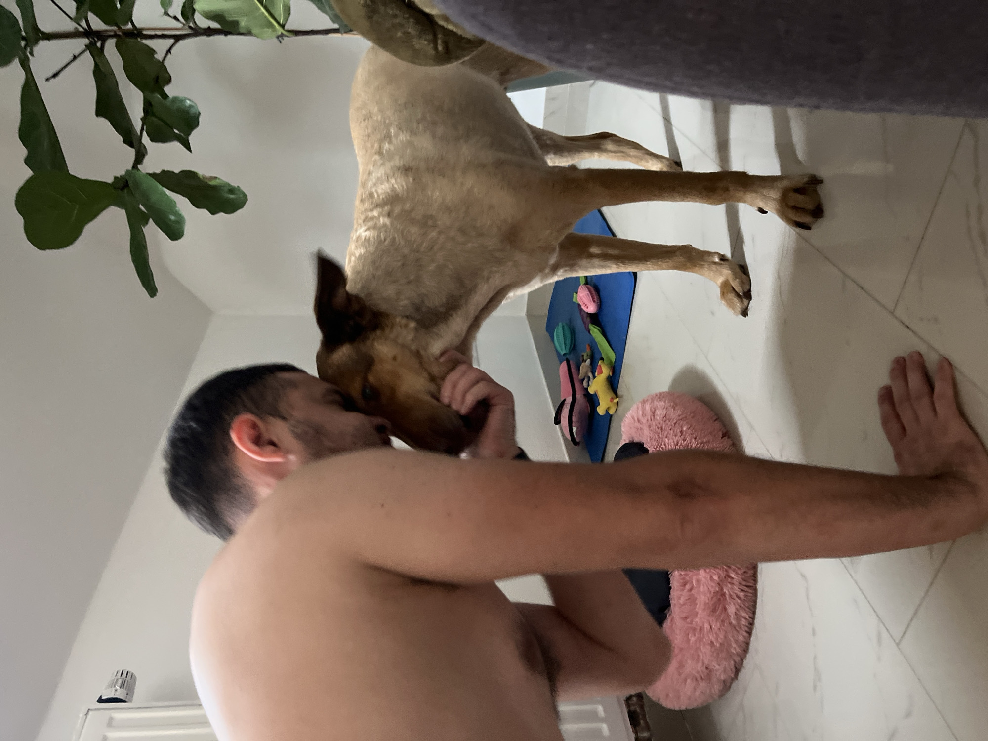 The image shows a person and a dog. The person is partially visible, with their upper body and arm in the foreground. The dog is in the background, facing the person. There are several colorful dog toys scattered on the floor near the dog, including a pink fuzzy slipper. The scene appears to be indoors, with a tiled floor and a plant in the upper left corner. The lighting suggests it might be daytime. The person's arm is extended towards the dog, and the dog's head is near the person's face, indicating interaction between them. The overall mood seems to be playful and affectionate. There is no visible text in the image. The location context is Saint Vith, Belgium.