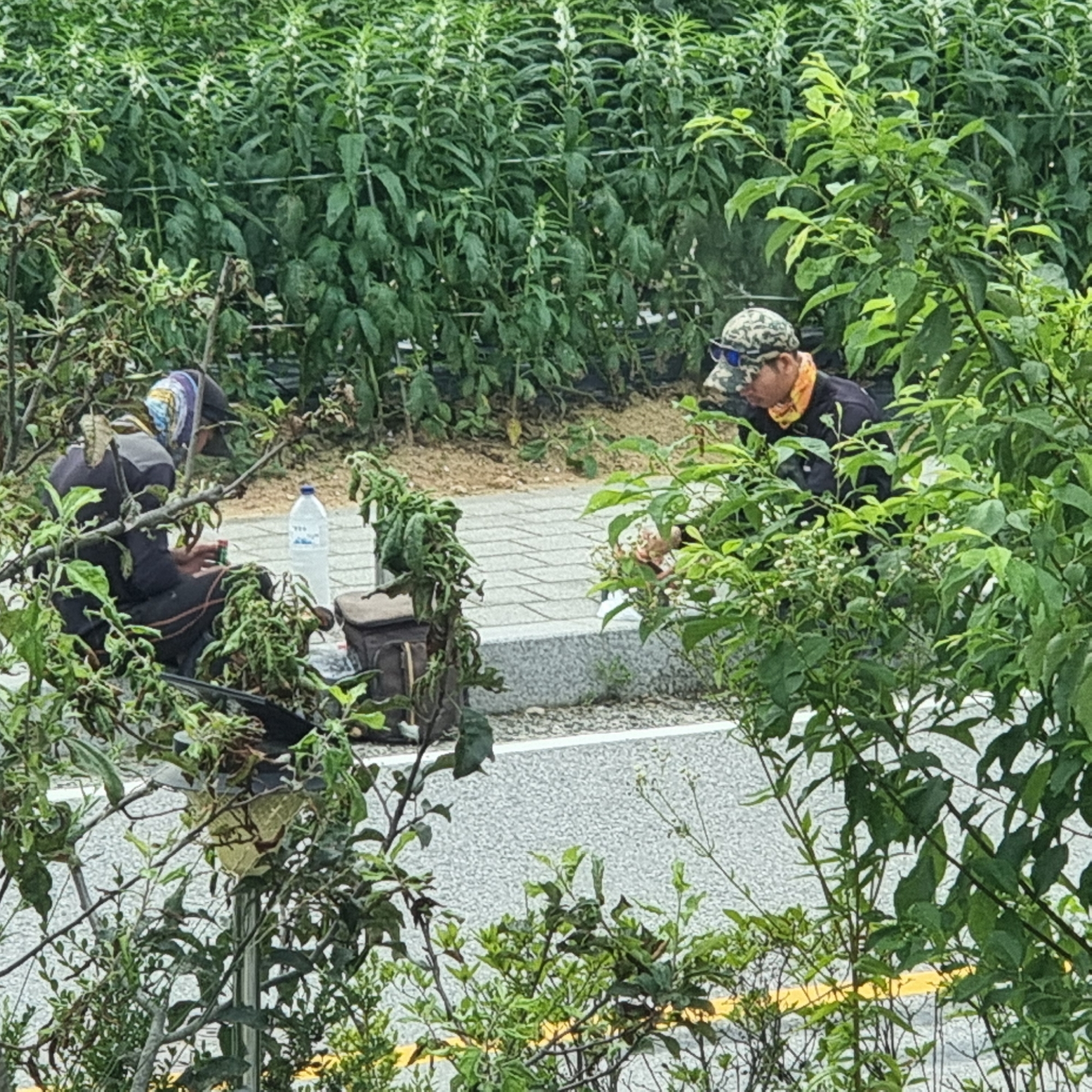 In Dunnae-myeon, South Korea, two individuals are observed in a garden setting, possibly tending to plants. The person on the left, wearing a headscarf and dark clothing, is seated and appears to be engaged in a task, possibly involving small objects held in their hands. A blue water bottle and a brown bag are positioned near them. To the right, another individual, wearing a camouflage cap and a yellow neck gaiter over a dark shirt, is also seated and appears to be examining or interacting with plants. The environment is characterized by dense green foliage and a paved walkway.