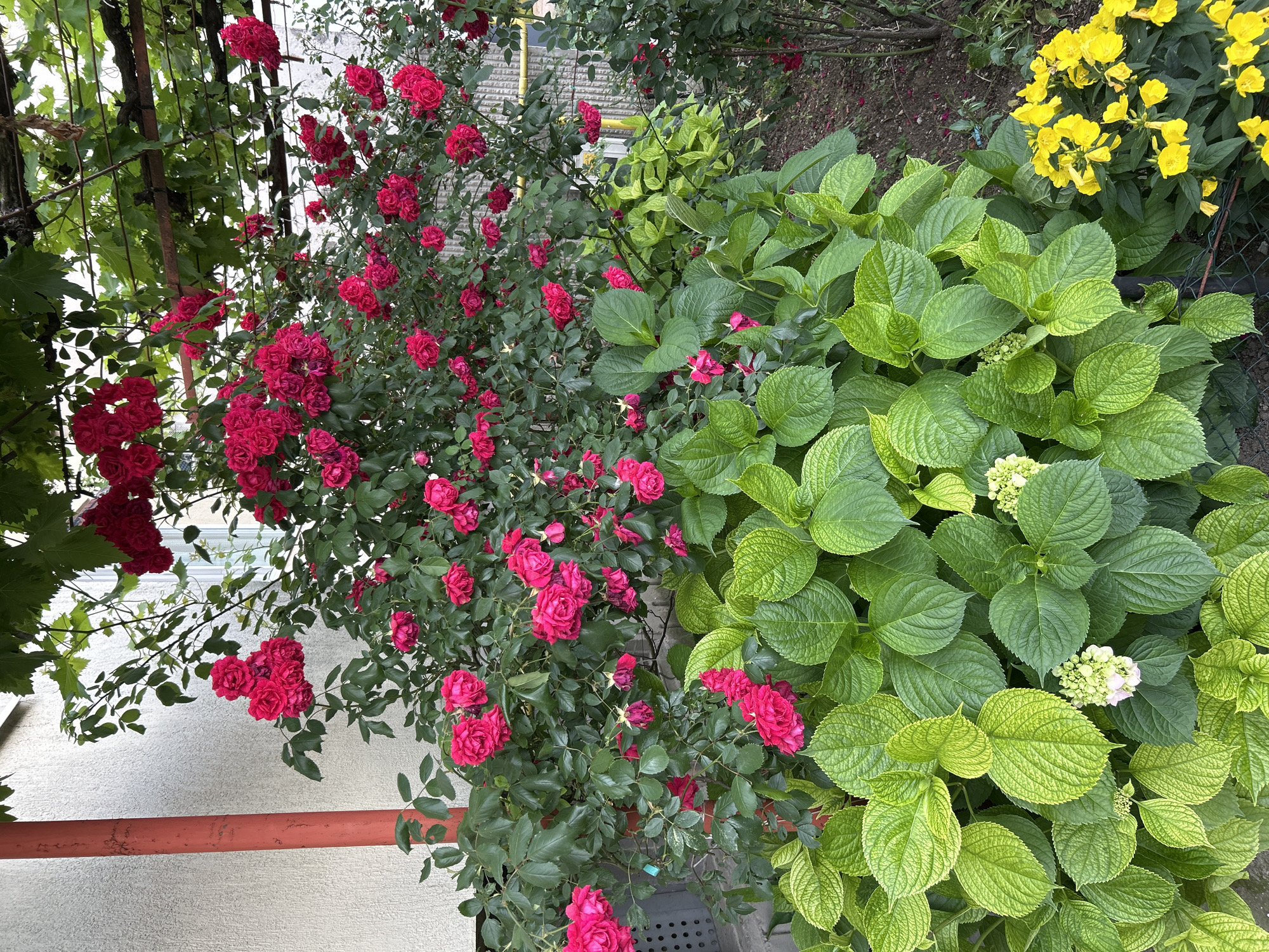 A close-up, eye-level shot features a dense bush of vibrant red roses cascading over large, green hydrangea leaves in the foreground. The roses are in full bloom, with many clusters of tightly packed petals. Some smaller, less developed buds are also visible. The hydrangea leaves are broad and deeply veined, with a slight yellow-green hue on some of the upper leaves. In the lower right corner, a patch of bright yellow flowers, possibly primroses or marigolds, adds a contrasting pop of color. The background is softly blurred, suggesting an outdoor setting with hints of a building with a textured wall and a red pipe on the left side, and a fence on the right. The overall scene evokes a lush and abundant garden.