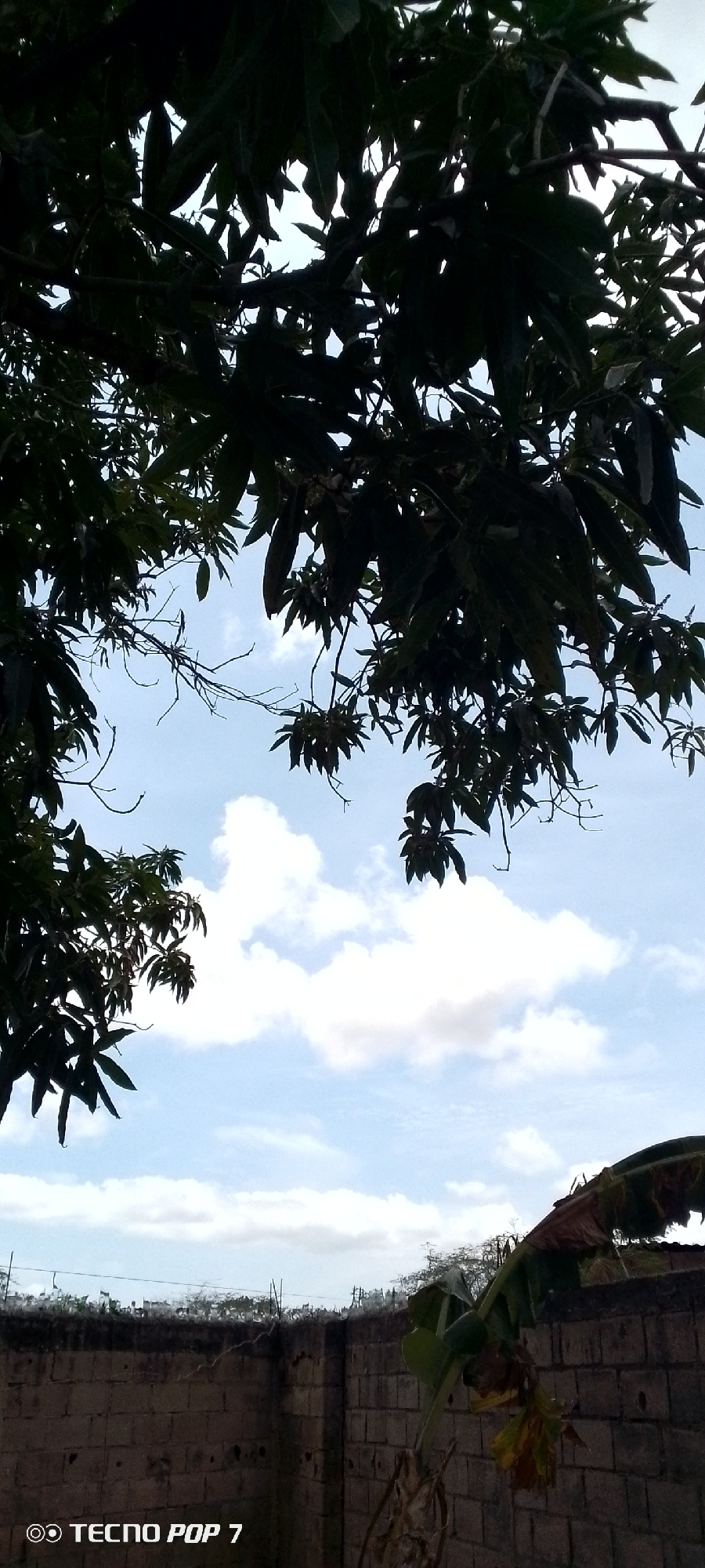The image is taken outdoors in Altagracia, Venezuela. The view is framed by dense foliage, likely from a tree, occupying the upper portion of the image. The sky is visible through the leaves, featuring scattered clouds and a blue hue. Below the foliage, a brick wall is visible, with a banana plant positioned near it. The wall appears weathered. The text "TECNO POP 7" appears in the lower left corner, indicating the device used to capture the image.
