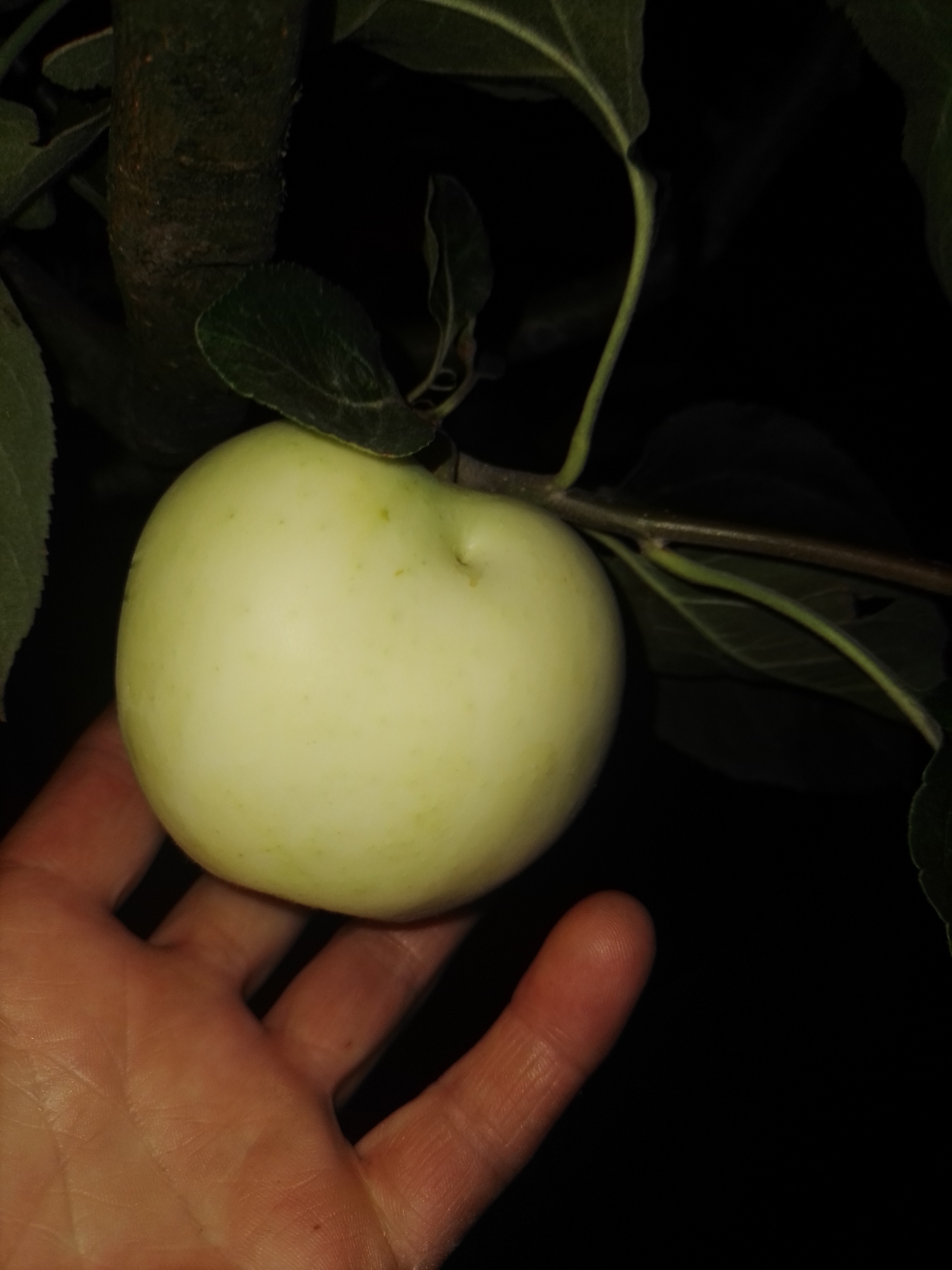An apple, pale green in color and roughly spherical, is held in the palm of a person's hand, which is positioned in the lower left of the frame. The apple is supported by a thin branch that extends from a darker, rough-barked tree trunk, visible to the upper left. Green leaves, some in sharp focus and others blurred, surround the apple and branch against a dark, indistinct background. A single finger, with visible lines on its skin, gently touches the underside of the apple. The image appears to be taken outdoors at night, with artificial light illuminating the foreground elements and leaving the background in deep shadow. The scene is set in a rural environment, consistent with the orchards found in the vicinity of Ustyvytsia, Ukraine.