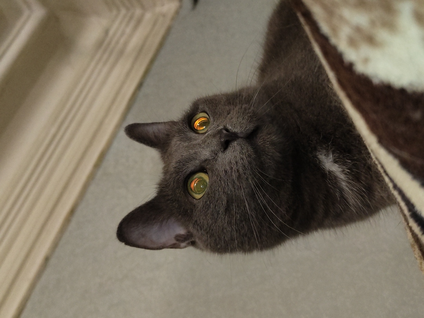 An extreme close-up, low-angle shot shows the face of a grey cat with bright, reflective green eyes, looking upwards and slightly to the right. The cat is positioned on a textured surface with brown and cream stripes, likely a piece of furniture or bedding. The background consists of a plain, light-colored wall and a decorative architectural molding at the top of the frame. The lighting is dim, causing the cat's eyes to catch the light and appear luminous.