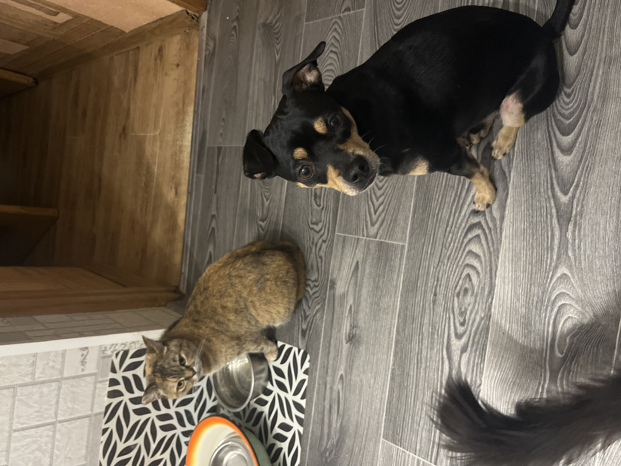 In what appears to be an indoor kitchen or dining area with wood-grain laminate flooring, a small black and tan dog is seated on the floor, looking towards the camera with its head tilted. To the left of the dog, a tabby cat is sitting beside a metal food bowl, also looking slightly away from the camera with a serious expression. A larger orange-rimmed bowl is visible behind the cat. The background shows a tiled wall and a doorway leading to another room. The overall scene depicts two domestic pets in a home environment.