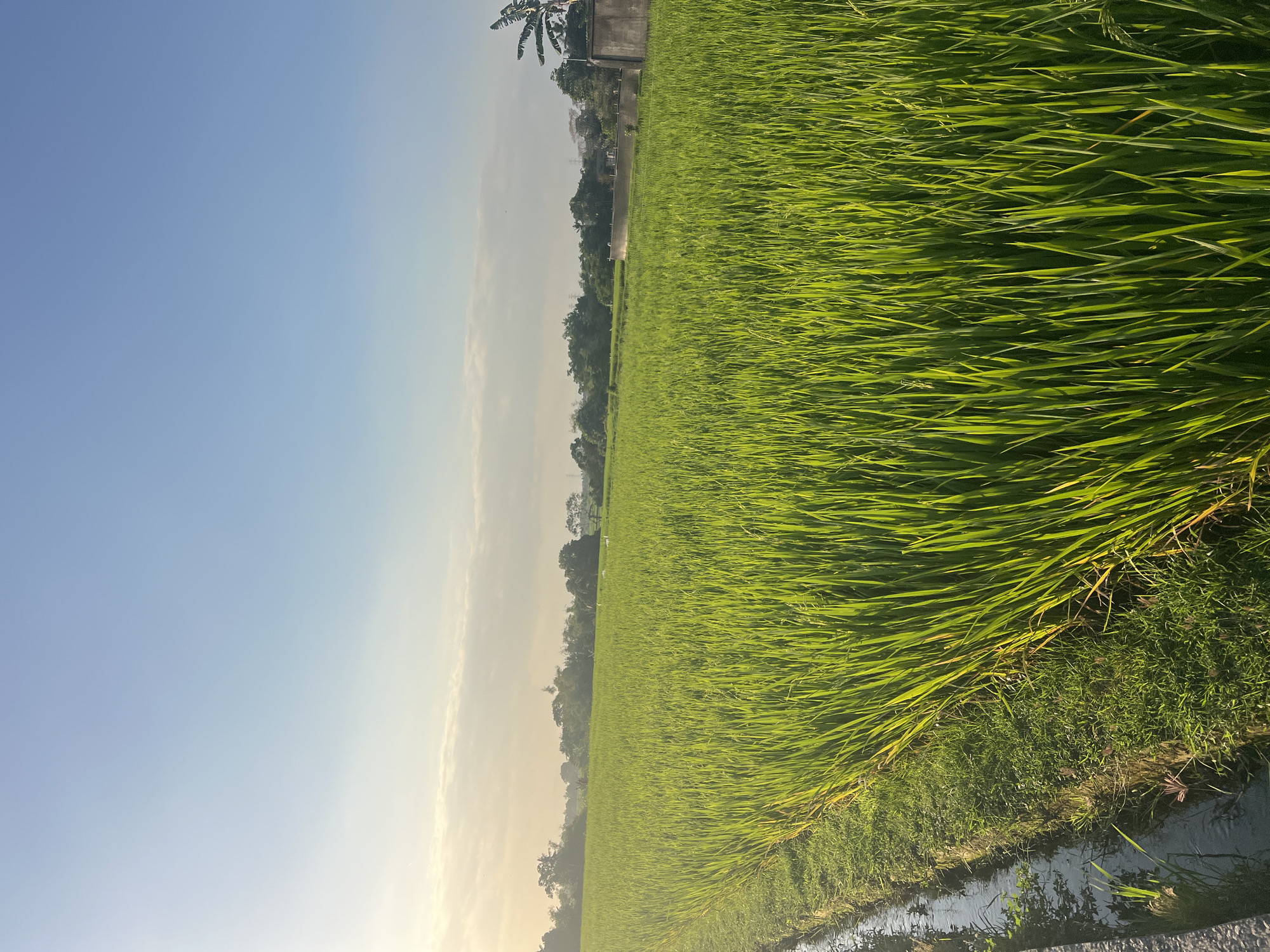 A wide-angle, eye-level shot captures a lush, green rice paddy under a clear blue sky. The rice stalks are vibrant and tall, filling the majority of the frame and stretching towards the horizon. A narrow irrigation channel runs along the left side of the paddy, with water reflecting the sky and surrounding greenery. In the distance, a line of trees borders the paddy, with a few buildings and a banana tree visible on the right side. The lighting suggests it is either early morning or late afternoon, with a soft glow illuminating the scene and casting long shadows. The location is a rice field in Kediri, Indonesia.