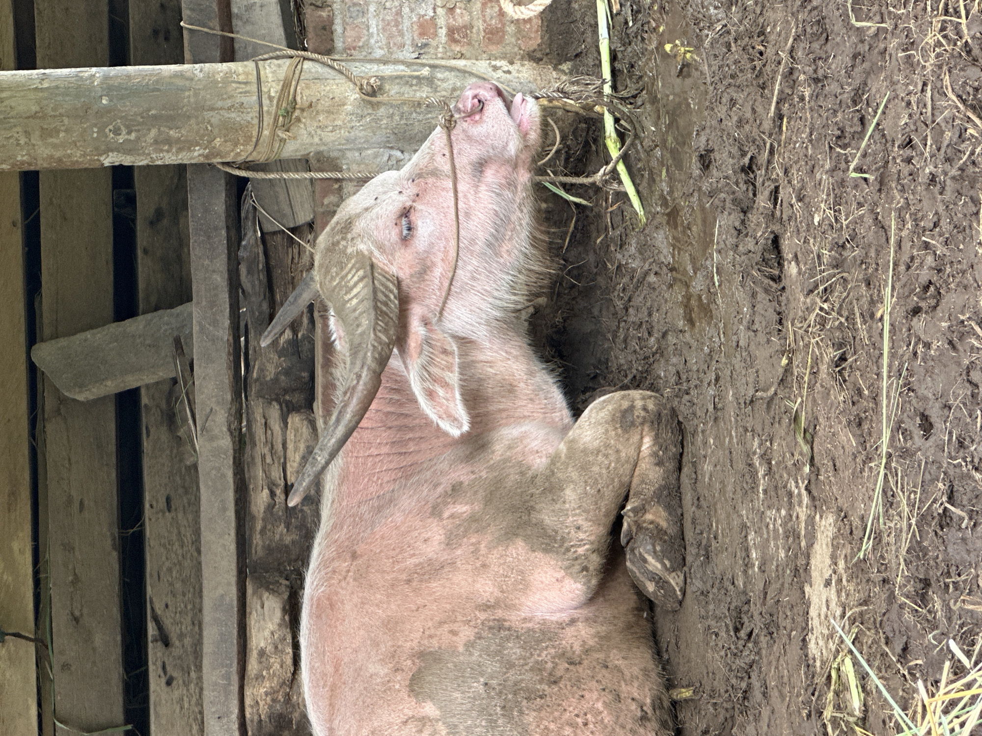 An albino water buffalo, characterized by its pink skin and light fur, is lying on its left side in a muddy enclosure within the city of Dế Xu Phình, Vietnam. The animal's body is extensively covered in dark brown mud, particularly on its side and legs. Its head is in profile, facing right, with its eyes appearing partially closed. Prominent, curved, greyish-brown horns are visible. A brown rope is fastened around its snout and head, extending to a weathered, vertical wooden post on the right side of the frame, to which it is tethered with multiple rope segments. Behind the post, a reddish-brown brick wall is visible. Above the buffalo, a structure composed of horizontal, aged wooden planks forms a ceiling or roof. The ground is a dense mixture of dark brown mud and water, with scattered pieces of light green straw and debris. No human figures are present.