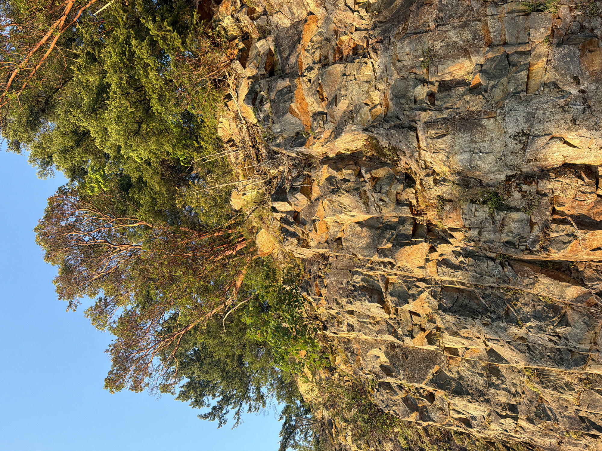 This image depicts a rocky cliff face overgrown with vegetation under a clear blue sky. The cliff is composed of large, angular rocks with visible strata and fissures. Sunlight illuminates the rock face, casting warm golden hues on some sections and leaving others in shadow. Various shades of green foliage, including trees with reddish bark and denser, darker green trees, grow from the top and sides of the cliff. Some dead branches and dry grass are also visible amongst the rocks and greenery. The scene appears to be a natural landscape, likely in a park or wilderness area. The provided location "Area D (Elaho/Garibaldi), Canada" suggests a mountainous or forested region. There are no people or specific man-made objects visible in the image.