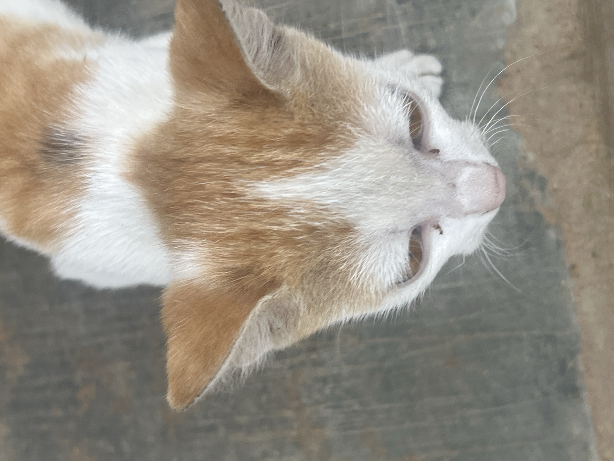 An overhead close-up shot shows a white and light orange/brown cat lying on a grey surface, possibly concrete. The cat's head is turned to the right, and its eyes are partially open. Whiskers are visible on its face. The cat has a pink nose. It is not possible to determine the location in Gura Top, Nigeria, from this image.