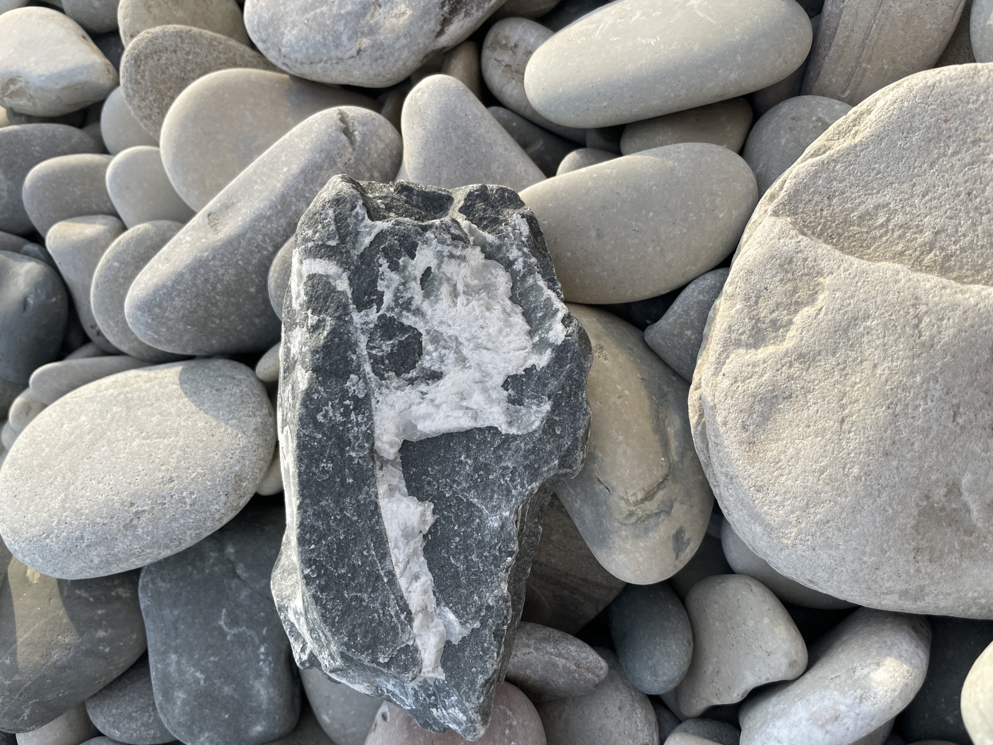 The image depicts a close-up view of a collection of pebbles on a beach. Most of the pebbles are smooth and rounded, with varying shades of gray and off-white. The lighting suggests it's daytime. A single, more angular, dark-gray rock with white quartz veining is prominently positioned in the center, contrasting with the surrounding smooth pebbles. The setting appears to be a natural environment, consistent with a beach location. While the prompt mentions the city of Olginka, Russia, there is no intrinsic evidence in the image to confirm this specific location.