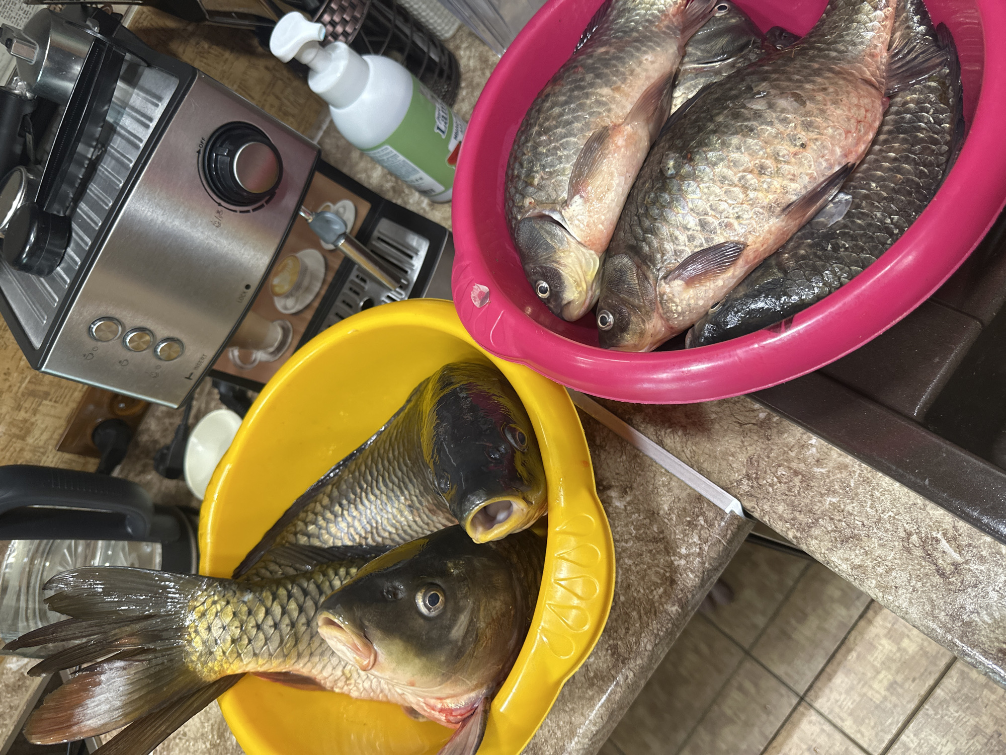 A high-angle indoor shot captures several fish in two colorful plastic bowls on a speckled kitchen counter. The prominent subjects are a collection of freshwater fish, likely carp or crucian carp, prepared for cleaning or cooking.
In the yellow plastic bowl, positioned in the foreground, two larger fish are visible. One has its mouth open wide, revealing its internal oral structure, while the other's head is slightly obscured. Their scales appear dark with hints of golden-green. In the pink plastic bowl, to the upper right, several more fish are piled together. These fish are generally lighter in color, with metallic grey scales and some reddish tones on their bellies.
The setting appears to be a domestic kitchen in Sayanogorsk, Russia. To the left of the bowls, a stainless steel kitchen appliance is visible, possibly an espresso machine, featuring a large black "OFF" dial, several buttons, and a small light with "LOCK" printed next to it. Behind the pink bowl, a white plastic pump bottle with a light green label, possibly bearing the text "LAVANTIN," is present. A brown power outlet is visible on the wall behind the yellow bowl, next to a small white dish. The kitchen counter has a brown, speckled pattern, and the floor visible in the lower left corner appears to be tiled or covered in linoleum. The fish appear fresh and whole, suggesting they have been recently caught or purchased. No people are visible, and no specific time of day or emotions are discernible.