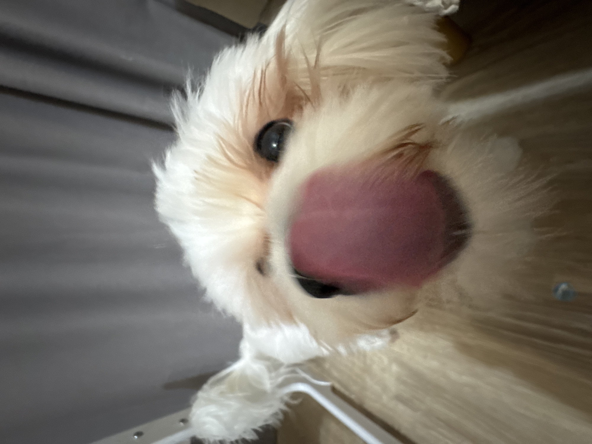 The image is a close-up, low-angle shot of a white fluffy dog with its tongue sticking out. The dog's fur is light-colored, possibly cream or white, and appears to be soft and long. Its eyes are dark and round, and one is clearly visible while the other is partially obscured. The dog's pink tongue is large and blurred due to motion, suggesting it might be panting or licking something. The background consists of a dark grey curtain or fabric hanging behind the dog, and a light-colored floor, possibly wood or laminate. There is also a white object, possibly a piece of furniture or a hanger, to the left of the dog. The lighting is dim, casting soft shadows. No specific location in Mikhaylovsk, Russia, can be identified from the image.