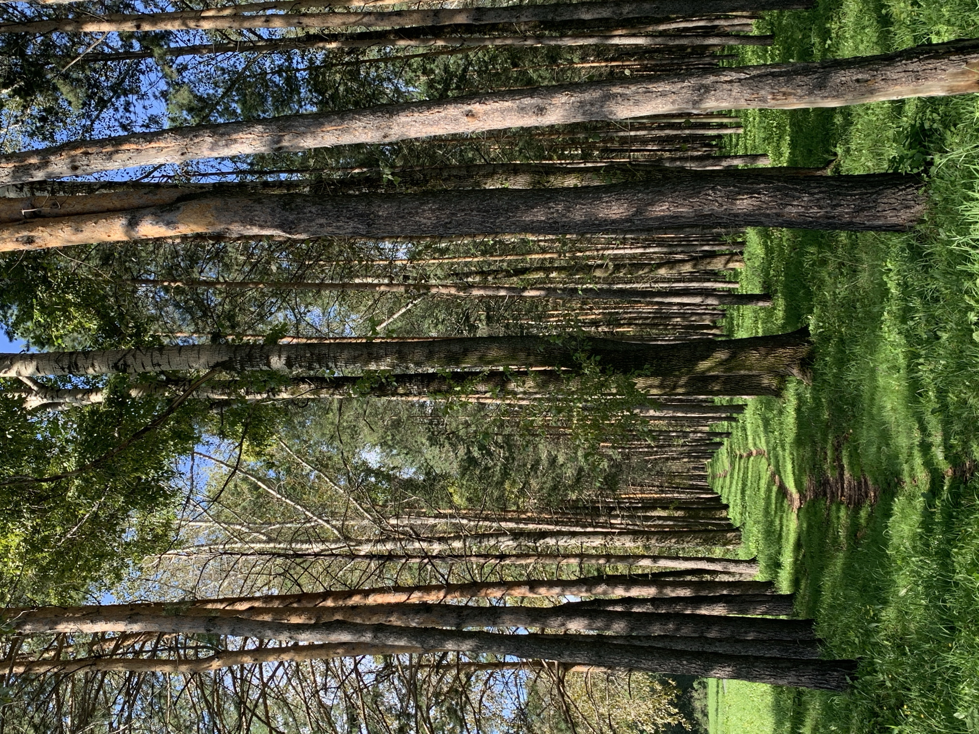 This is a vertical, full shot photograph of a sun-dappled forest path. The path is narrow and winding, covered with dark earth and scattered leaves, and it recedes into the distance. It is bordered on either side by tall, slender trees, primarily pines, with rough, textured bark and high canopies. The forest floor is covered in lush green grass and smaller plants, with patches of sunlight and shadow creating a dappled effect. The sky is visible through the trees, appearing as a bright, clear blue. The image depicts a tranquil, natural environment, likely a park or forest area.
This scene is located in the city of Prokopyevsk, Russia, specifically within the territory of the Shakhter Park (Park Shakhtyorov).