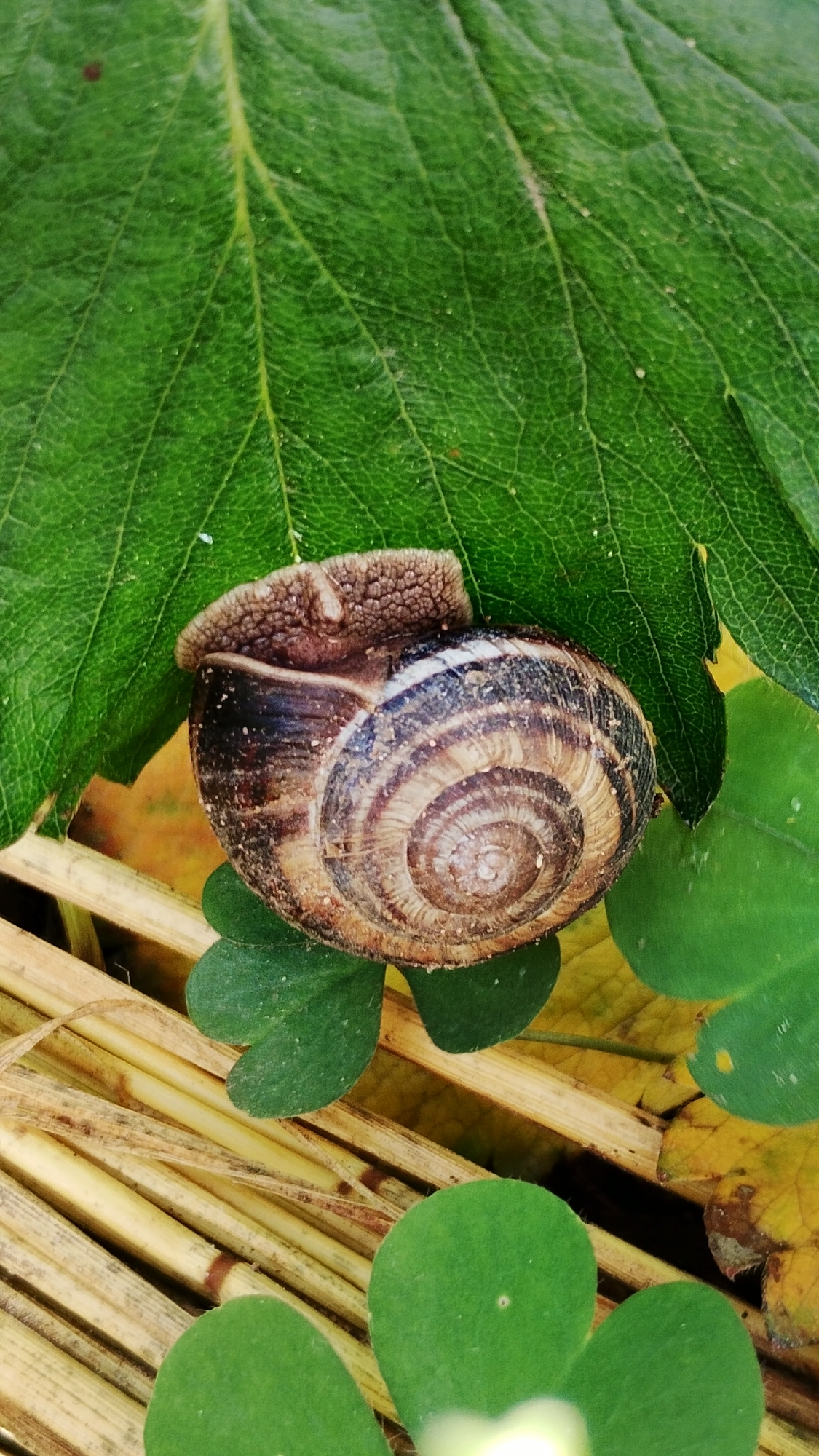 A close-up, overhead shot focuses on a snail's shell nestled amongst green leaves and dry, straw-like stems. The snail's shell is spiral-shaped, with alternating bands of dark brown and lighter brown, and a textured, lighter brown opening where the snail's body is partially visible. The leaves are a vibrant green, with one large leaf dominating the upper portion of the frame, its veins clearly visible. Smaller, clover-like green leaves are scattered throughout the lower part of the image, along with several thin, yellowish-brown stems that lie parallel to each other. The overall impression is one of a natural, outdoor setting, possibly a garden or park in Smolyan, Bulgaria, given the presence of common flora and fauna.