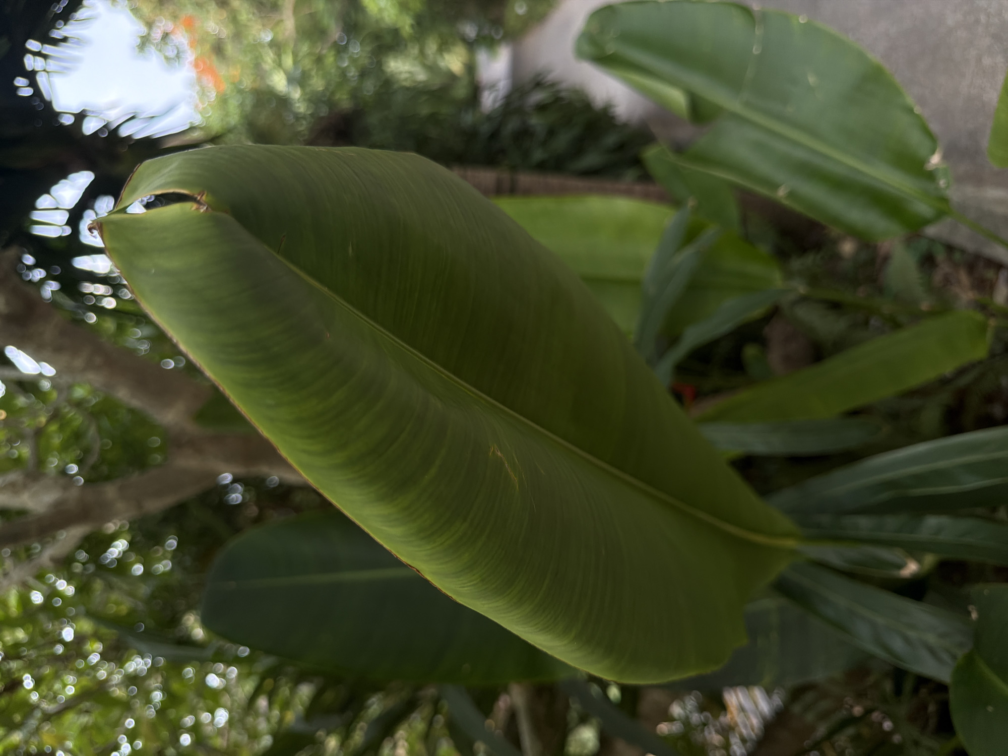A large, green, unfurling leaf is prominently featured in the foreground of this outdoor scene, likely located in Ko Samui District, Thailand. The leaf is curved, with visible veins running parallel to its length. Behind the leaf, the environment is lush and green, with trees and foliage creating a soft, blurred background. Sunlight filters through the leaves, creating bokeh effects. A pathway or road is visible in the distance, also blurred by the out-of-focus background, suggesting a natural or garden setting within a tropical area. There are no people or animals visible in the image.