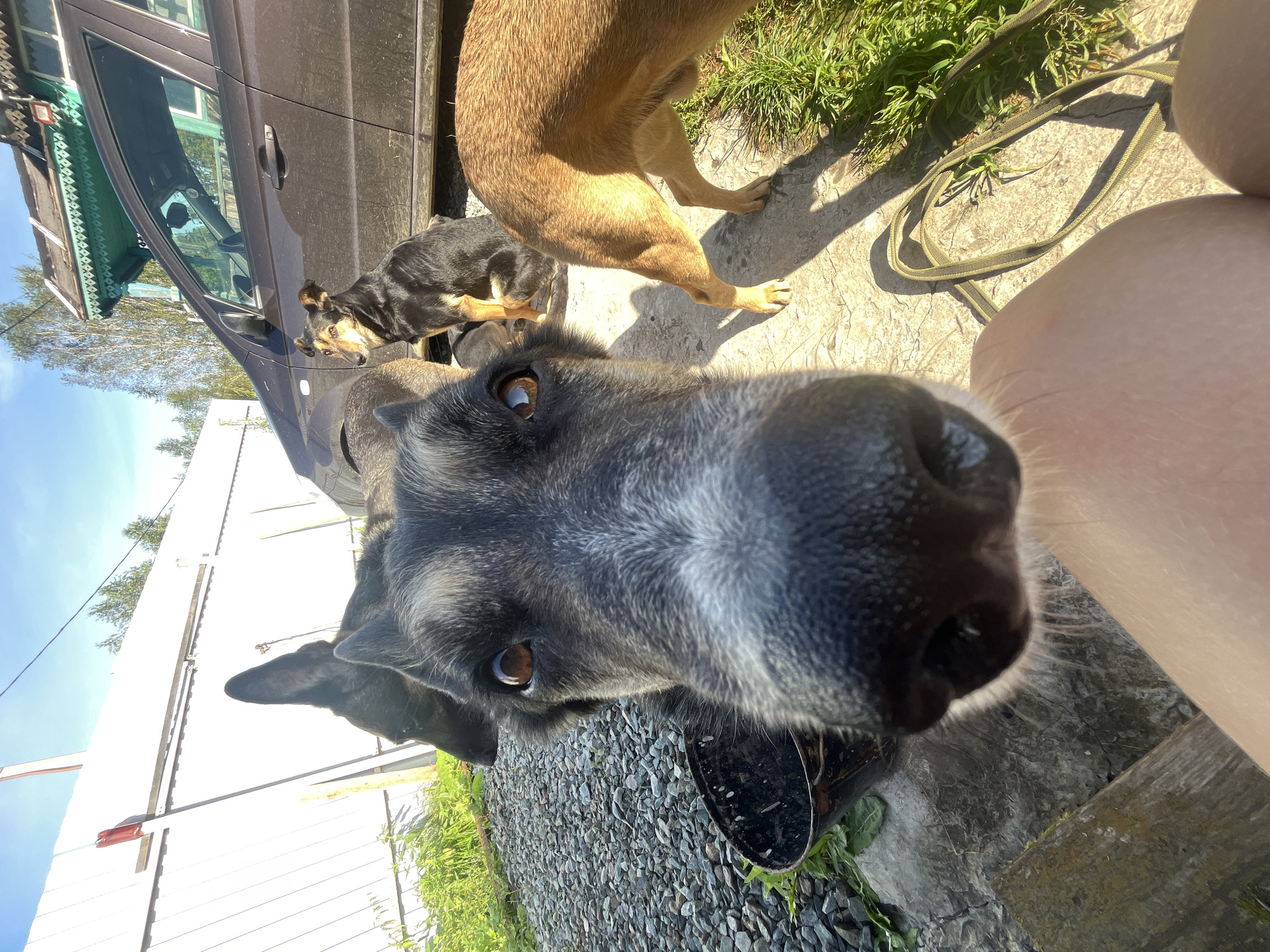 The image depicts a group of dogs in an outdoor setting, with a rustic, possibly rural, environment suggested by the presence of a wooden structure and a car. The foreground is dominated by the face of a large dog, its snout filling a significant portion of the frame, indicating a close-up perspective, possibly taken by the dog itself. The dog has dark fur with lighter markings around its muzzle and eyes. Its eyes are open and appear to be looking directly at the camera.
Behind the dominant dog, other dogs are visible. One is a smaller, black and tan dog sitting near the car, looking to the right. Another dog, mostly out of frame, is a reddish-brown color, seen from the hindquarters and one leg.
The environment appears to be a yard or courtyard. A white fence runs along the left side of the image, with some greenery and gravel on the ground. A dark-colored car is parked behind the dogs. A traditional Russian wooden house with ornate green trim is visible in the background, suggesting the location is likely in Russia. The presence of a leash on the ground further indicates the dogs are likely pets.
The lighting suggests it is daytime, with sunlight casting shadows on the ground. The sky is blue with some wispy clouds.
While the image itself does not contain explicit information to pinpoint the exact location within Nizhny Tagil, Russia, the architectural style of the wooden house strongly suggests a Russian context, and the overall scene is consistent with a residential area in such a city.