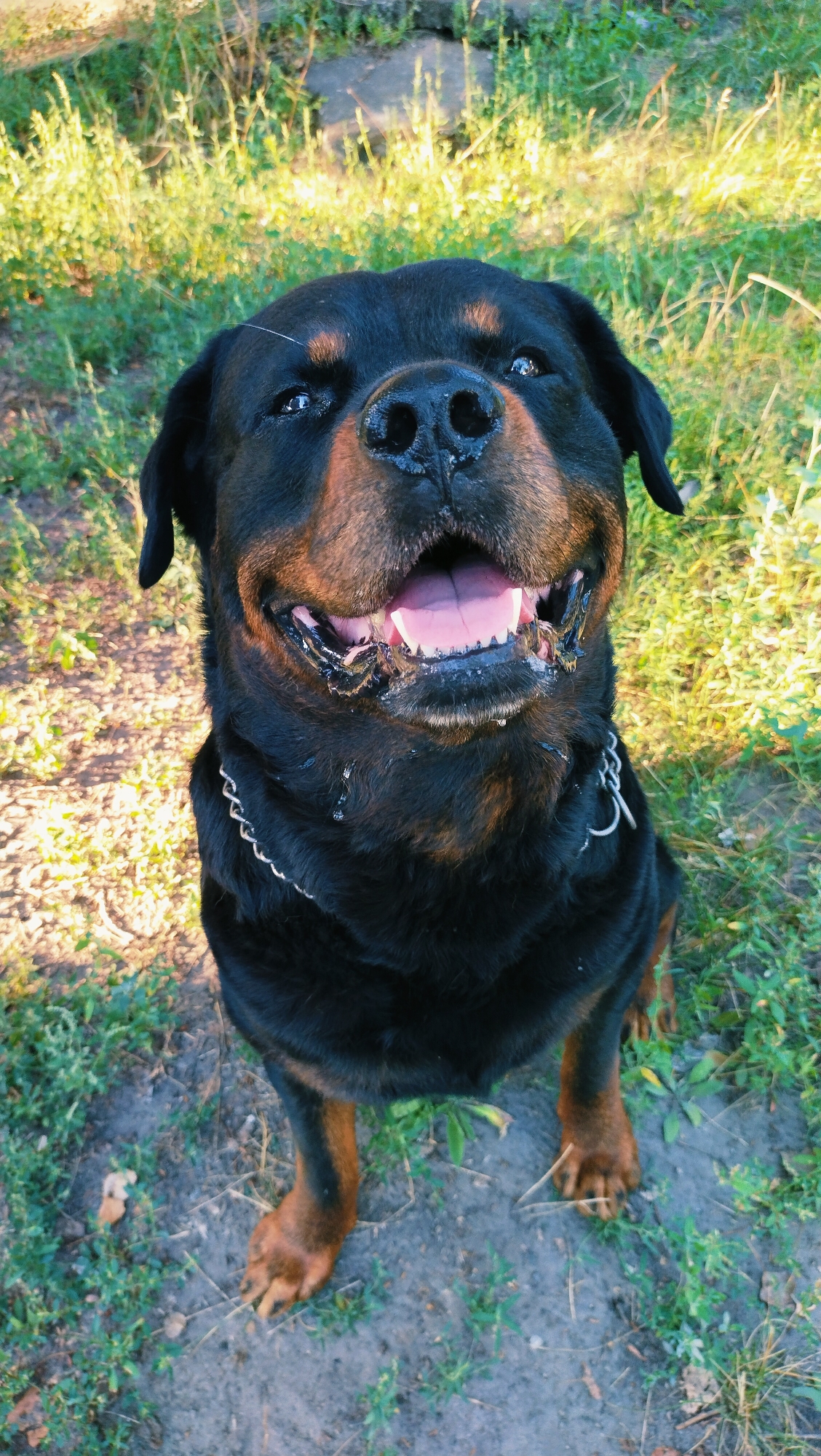 A Rottweiler dog is pictured sitting on the ground in a grassy area. The dog is black and tan with a silver chain collar. Its mouth is open, and it appears to be panting or smiling. The background consists of green grass and some dirt. The overall lighting suggests it is daytime, with sunlight filtering through the foliage. The specific location is identified as Horishni Plavni, Ukraine, though no urban or man-made structures are visible in the image.