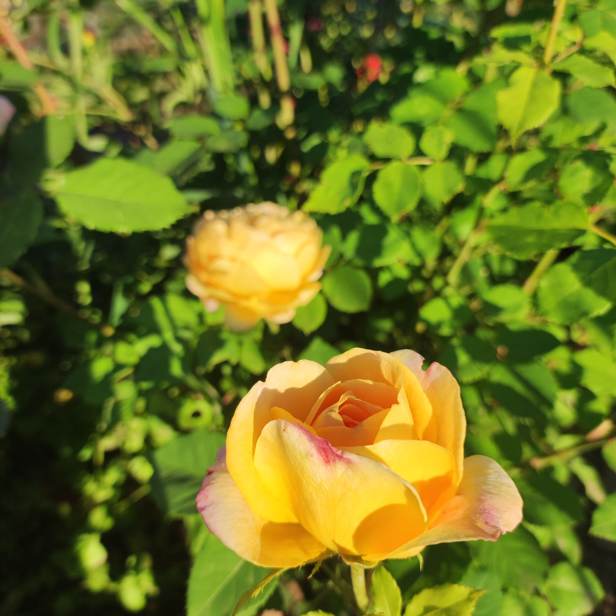 This is a close-up, eye-level, outdoor shot of two yellow roses in bloom, with the foreground rose being in sharp focus and the background rose slightly out of focus. The roses are set against a backdrop of lush green foliage. The foreground rose is a vibrant yellow with hints of pink and red blushing on some of its outer petals. Sunlight is casting shadows across the petals, highlighting their delicate texture and layered structure. The background rose is also yellow, appearing softer and more diffused due to the shallow depth of field. The surrounding leaves are a deep green, some catching the sunlight and appearing brighter. The image does not depict any people, actions, or interactions, and its location is unknown.